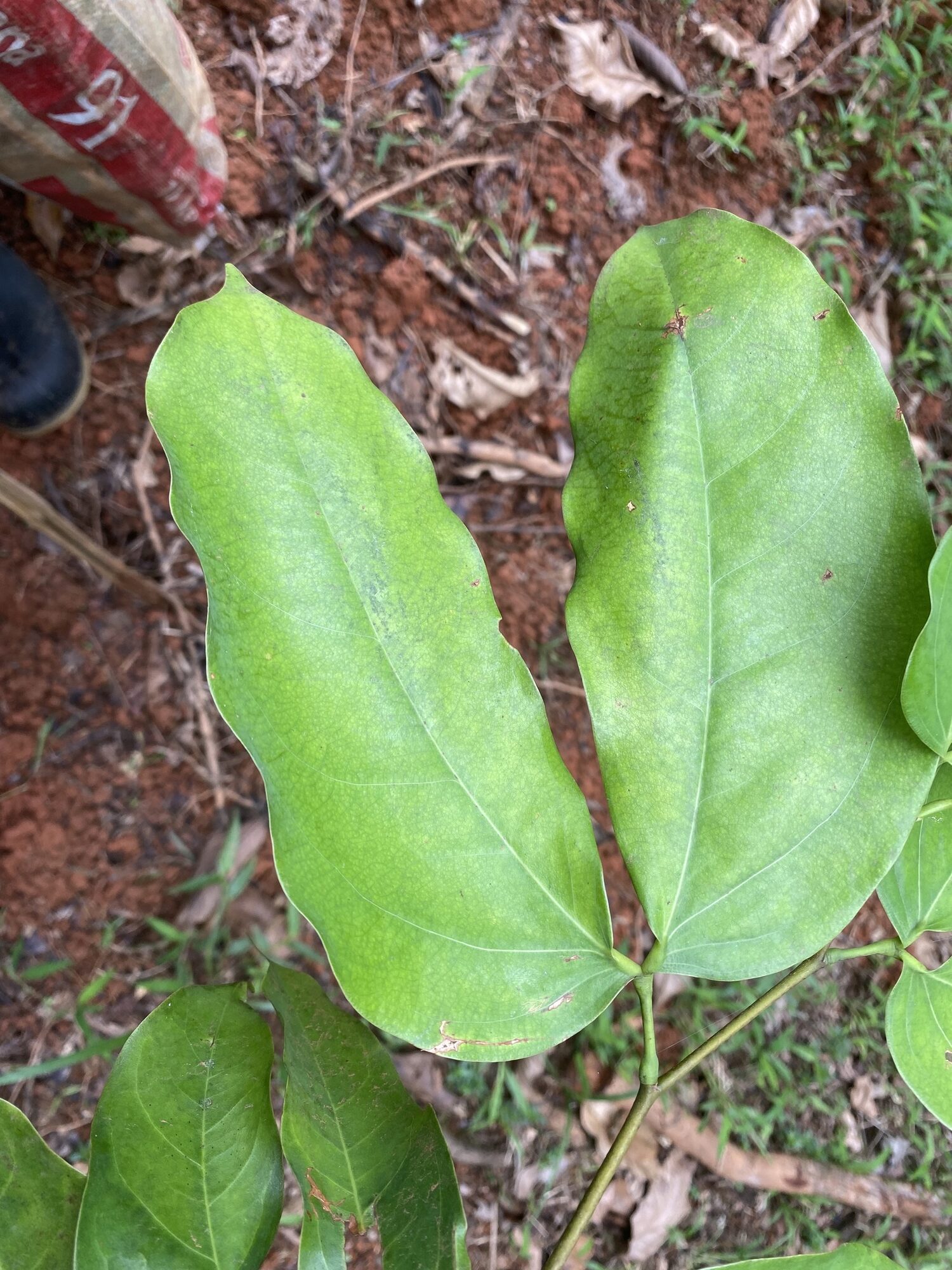 Paired leaflets of Hymenaea osanigraseminae in Puntarenas, Costa Rica
