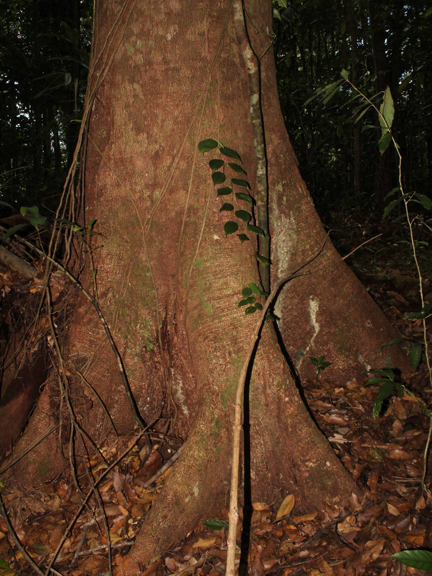 Buttressed trunk of Hymenaea osanigraseminae in wet forest in Puntarenas, Costa Rica
