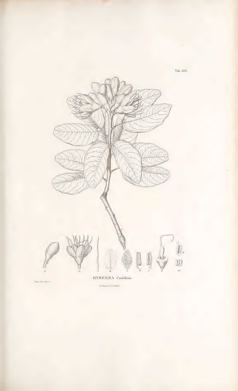 Historical botanical plate of Hymenaea candolleana published in 1823