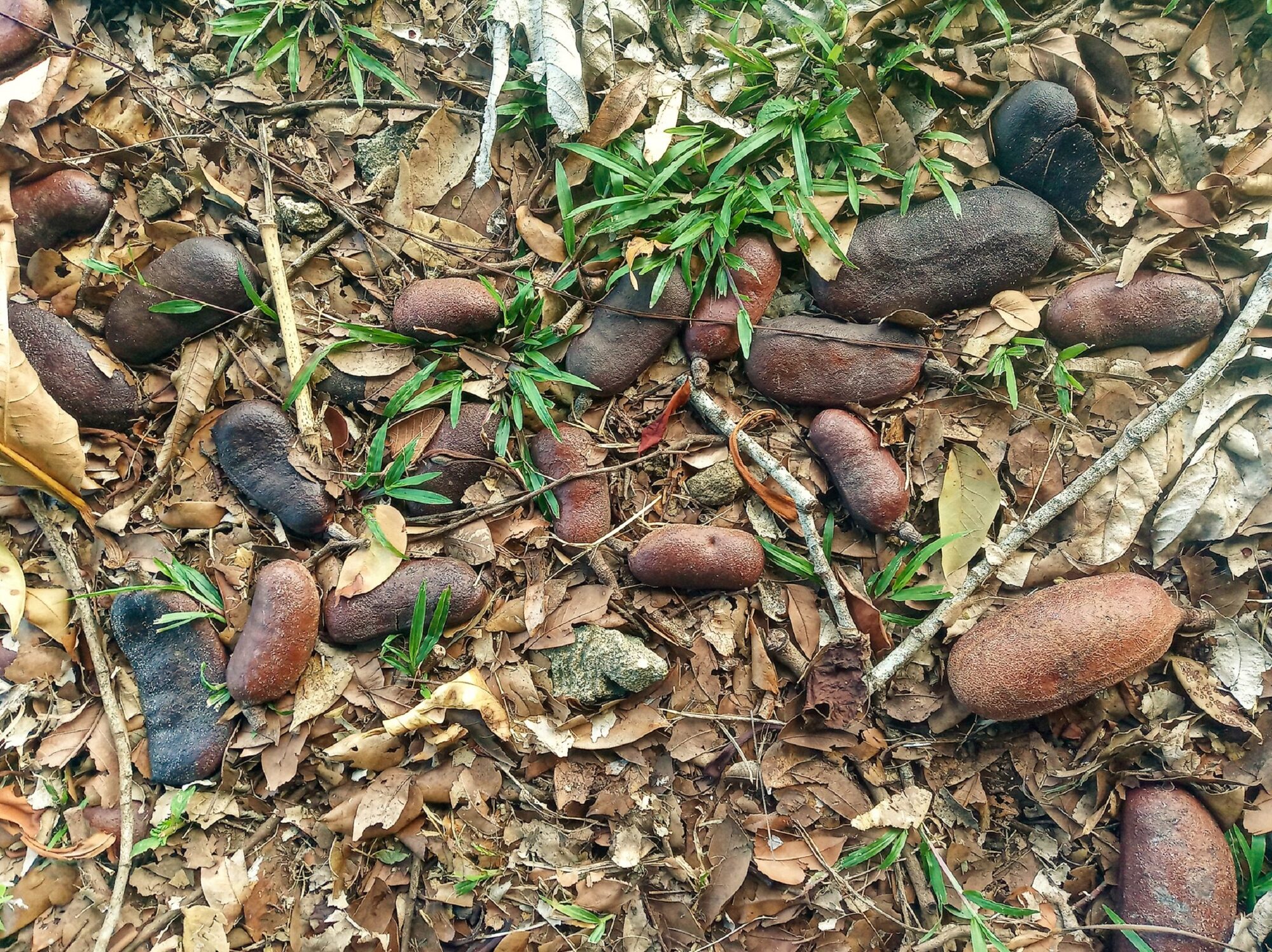 Guapinol seed pods showing the characteristic brown, woody pods containing edible pulp