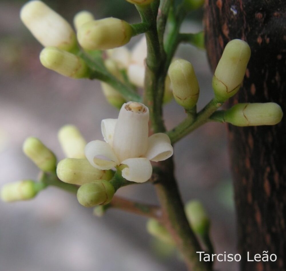 Guarea guidonia flowers