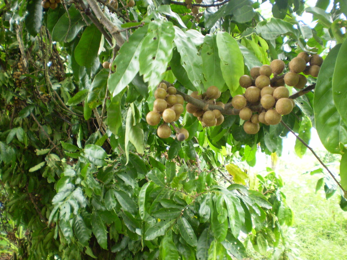 Guarea guidonia fruits and foliage