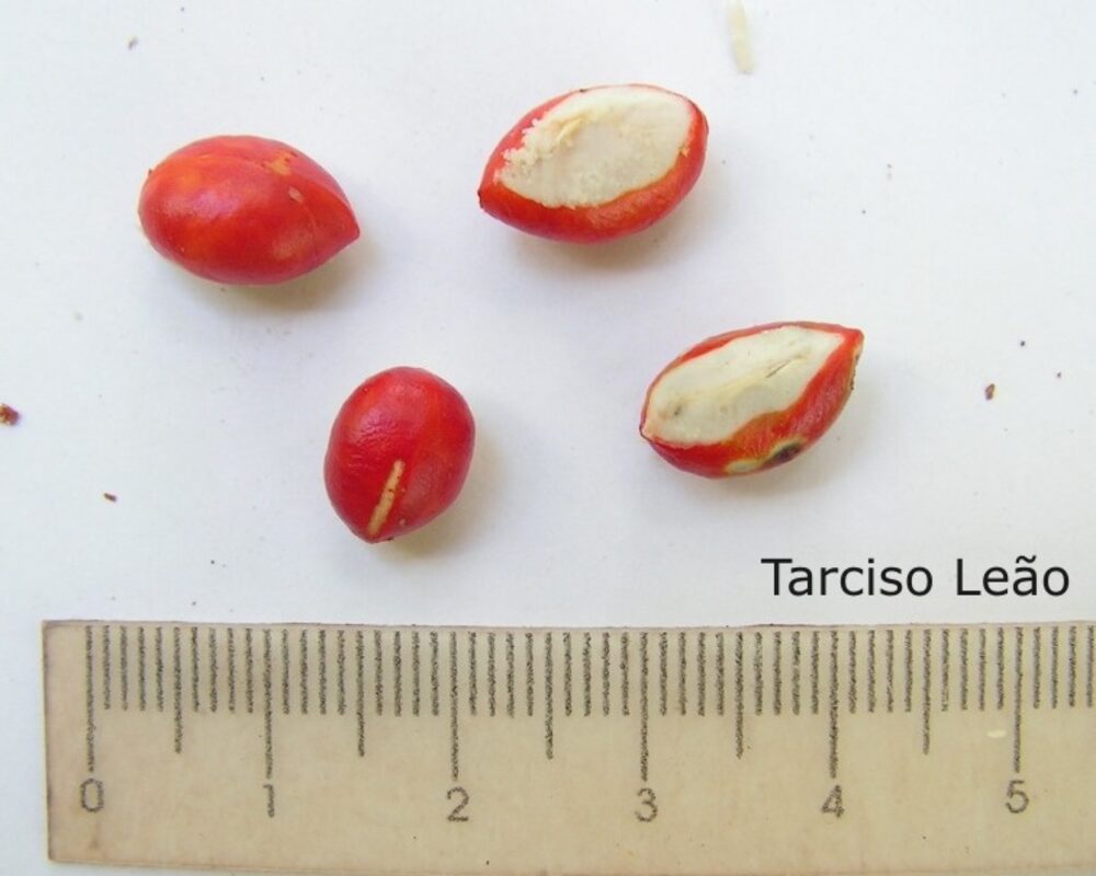 Guarea guidonia seeds with red aril