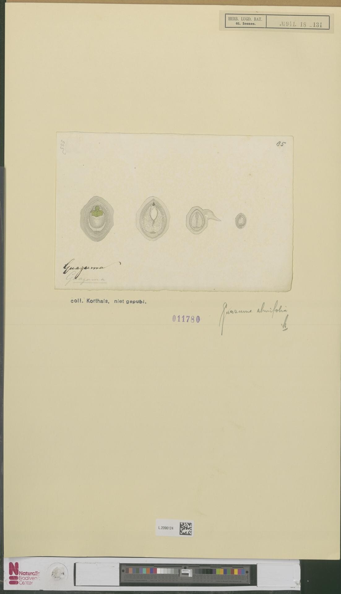 Historical botanical artwork showing Guazuma ulmifolia fruit cross-sections