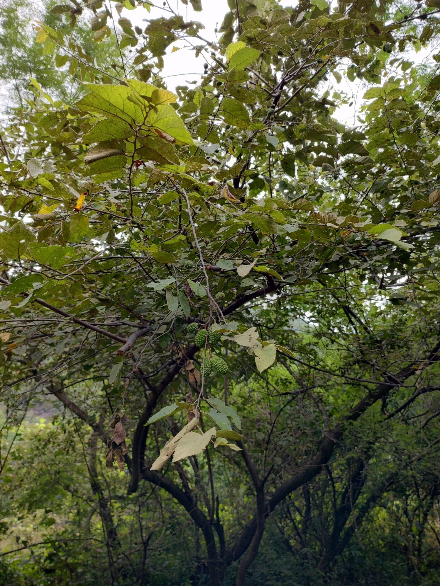 Guazuma ulmifolia tree showing characteristic branching pattern