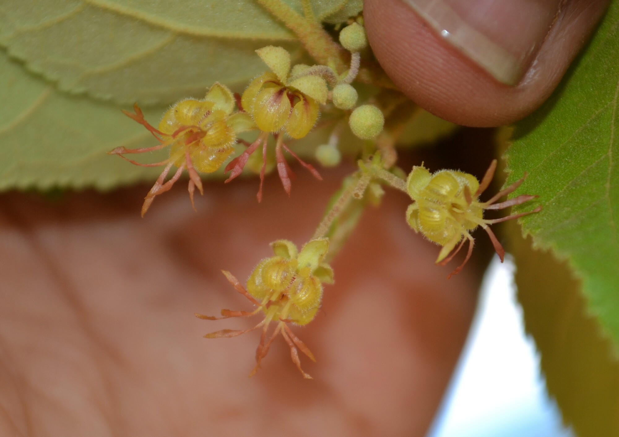 Close-up of Guazuma ulmifolia flowers showing yellow petals and staminoid appendages
