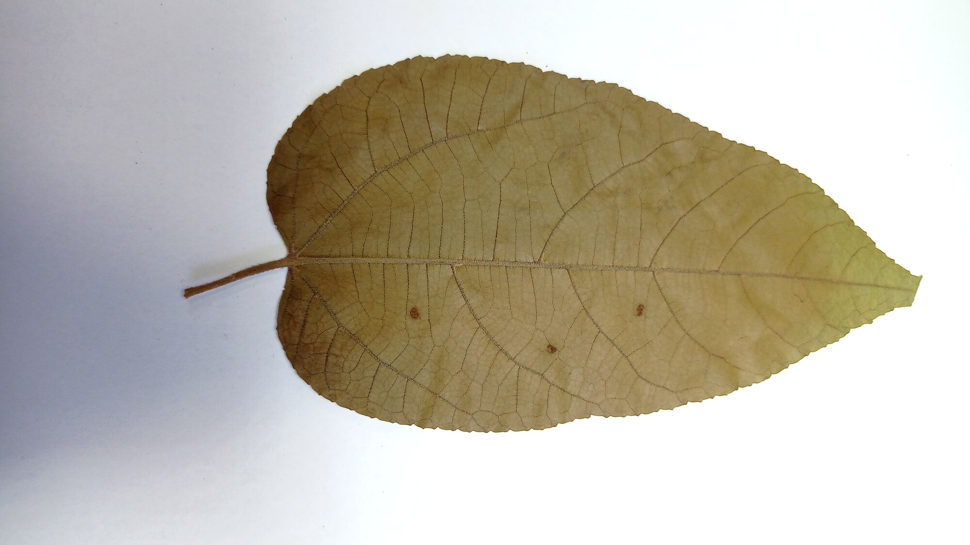 Single leaf of Guazuma ulmifolia showing elm-like shape and venation