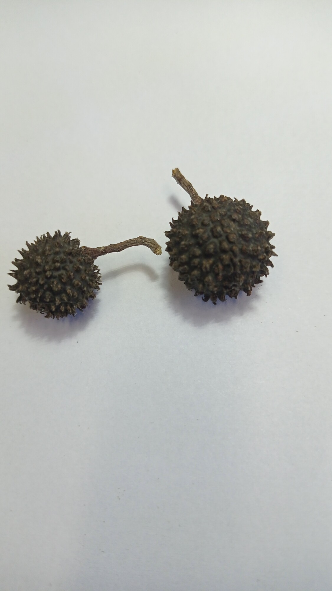 Mature dried warty fruits of Guazuma ulmifolia