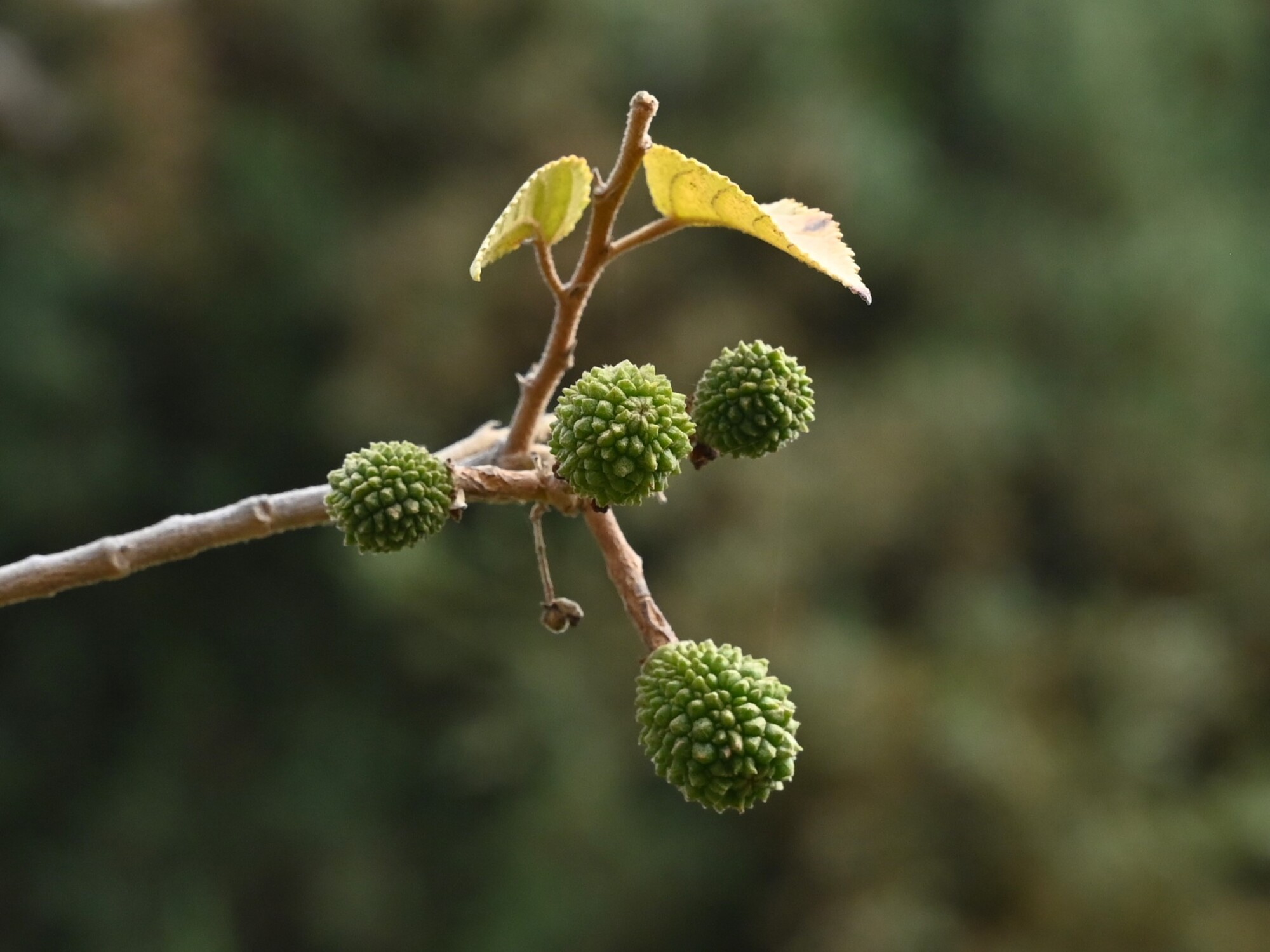 Green warty fruits of Guazuma ulmifolia showing the distinctive knobby surface