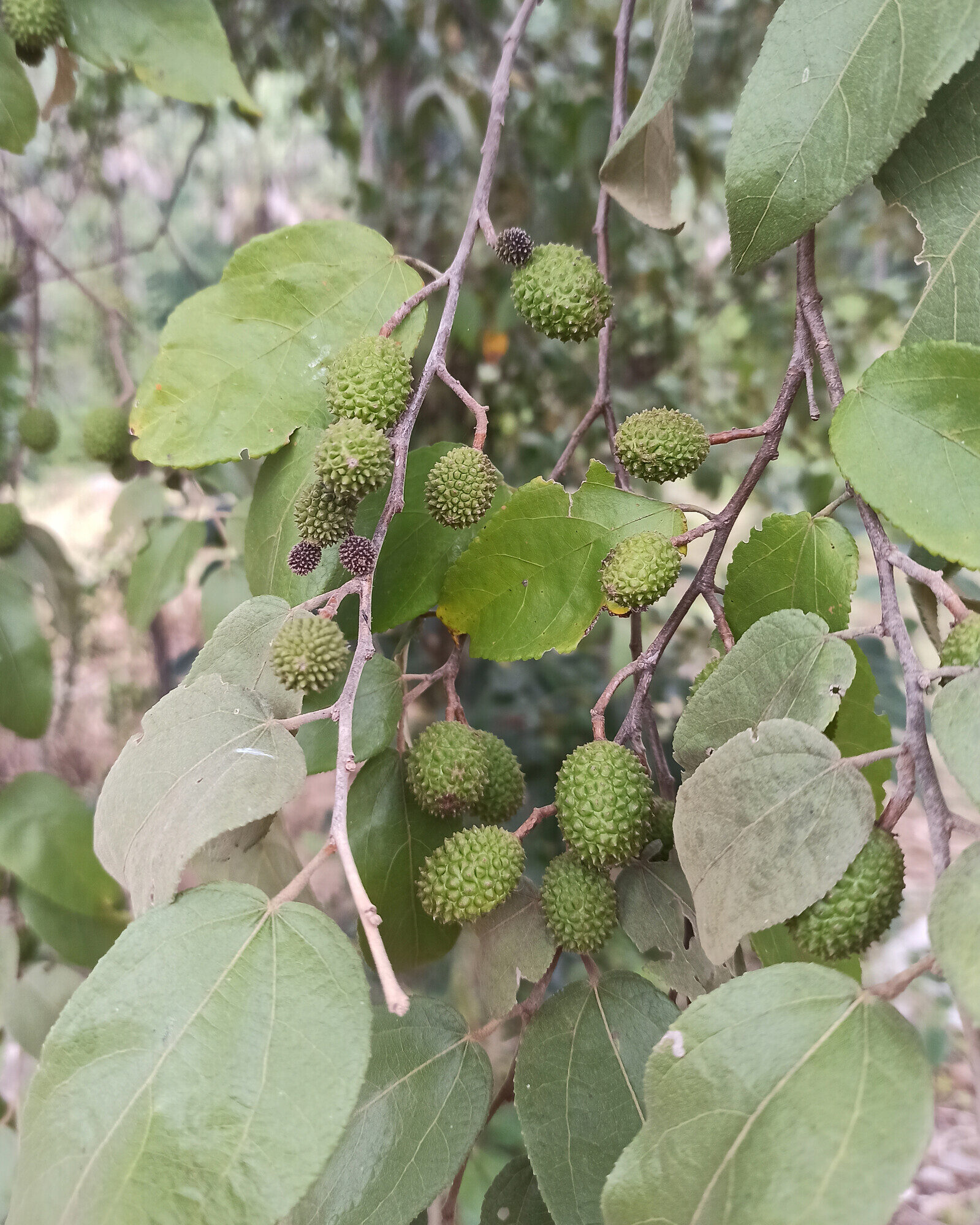 Green warty fruits of Guazuma ulmifolia on the branch