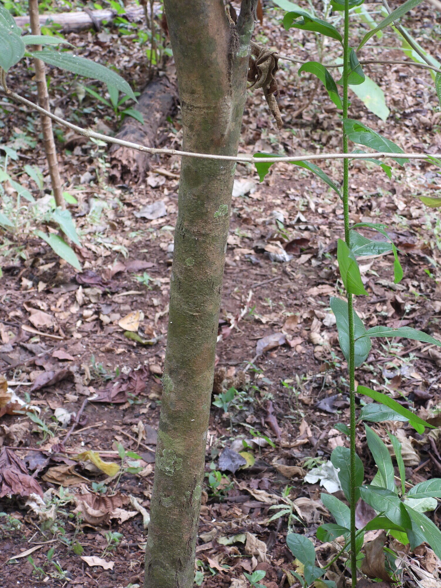 Trunk and bark of Guettarda crispiflora