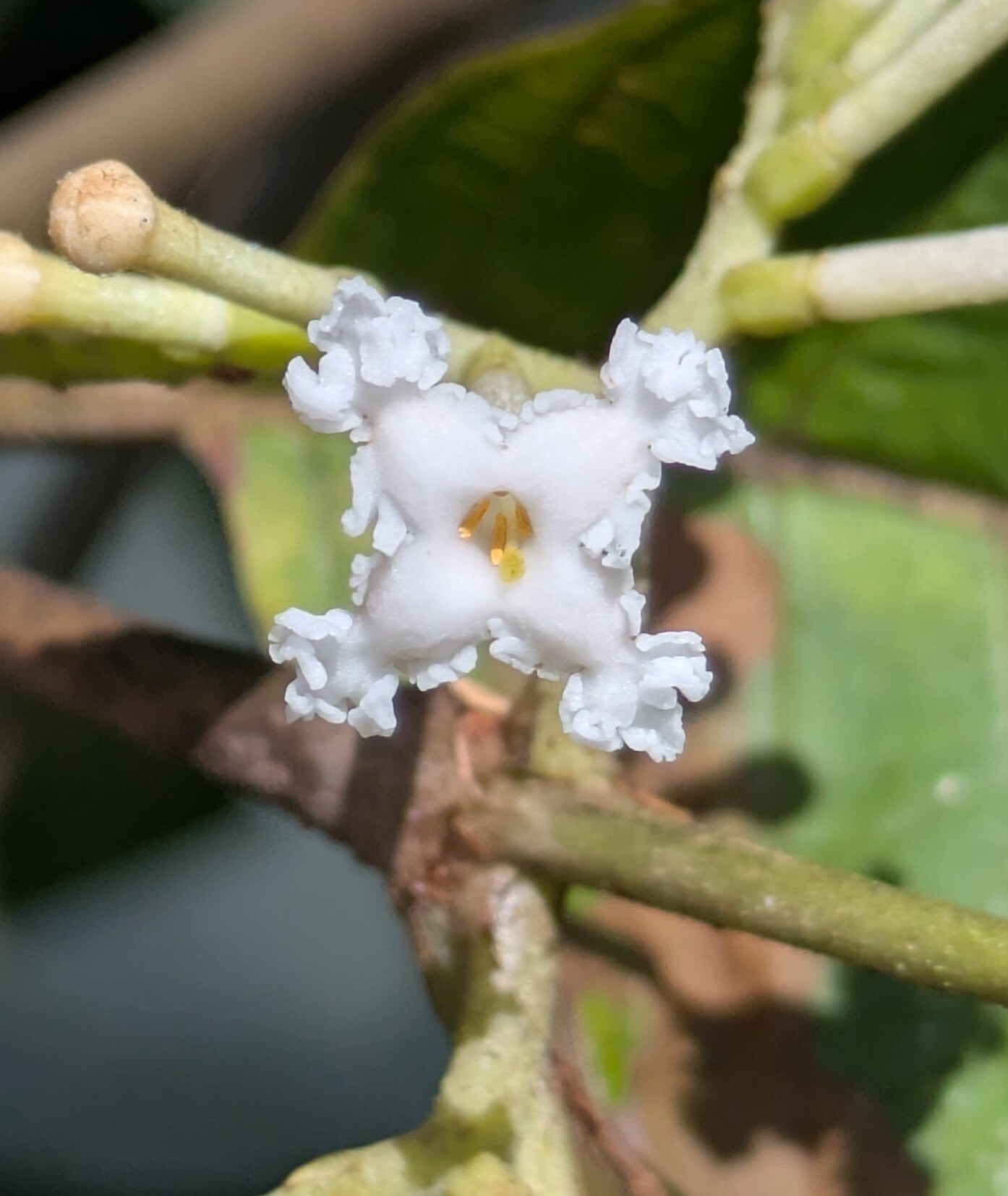 Close-up of Guettarda crispiflora flower showing crisped corolla lobes