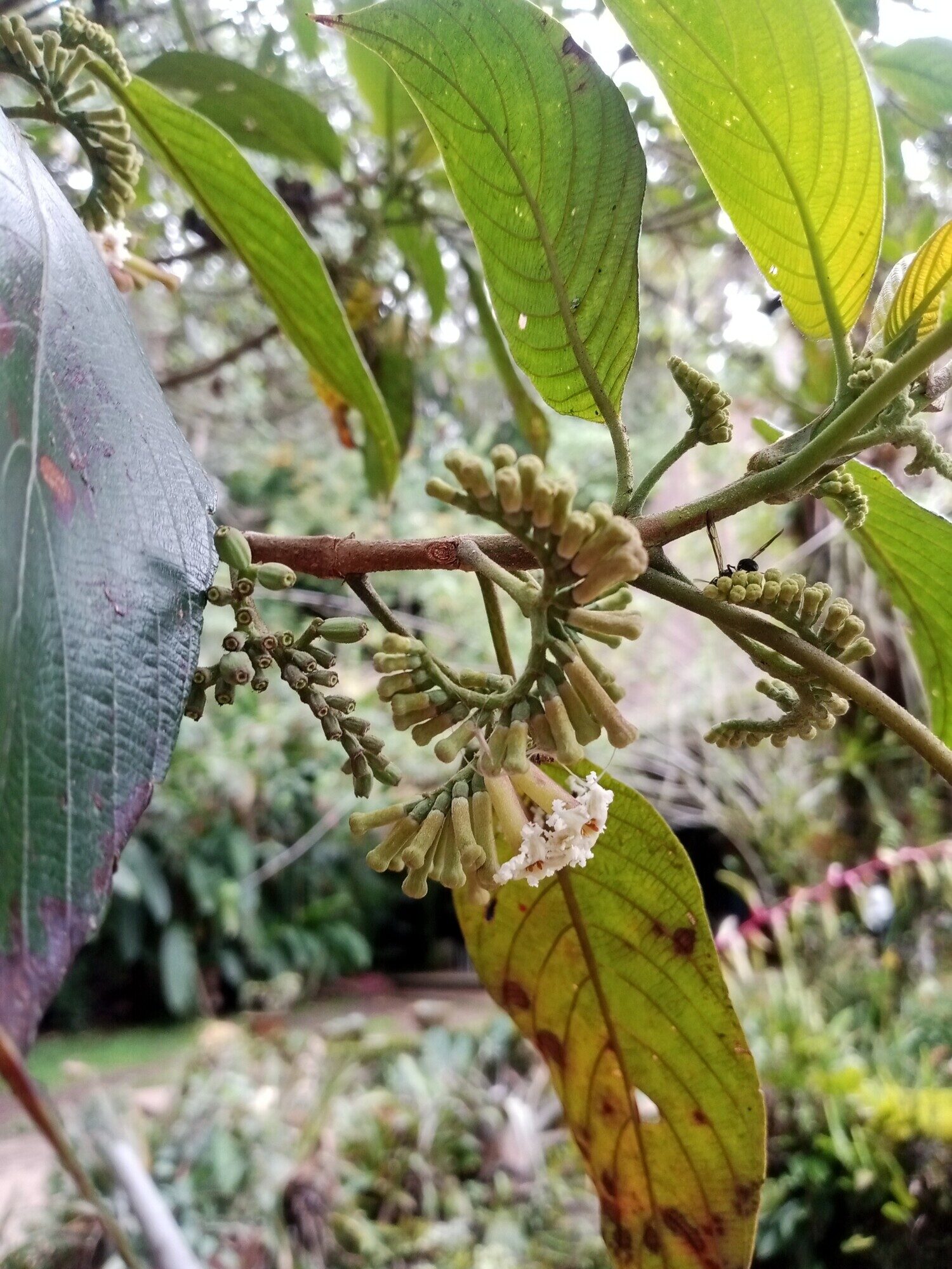 Scorpioid cyme inflorescence of Guettarda crispiflora with flowers and buds
