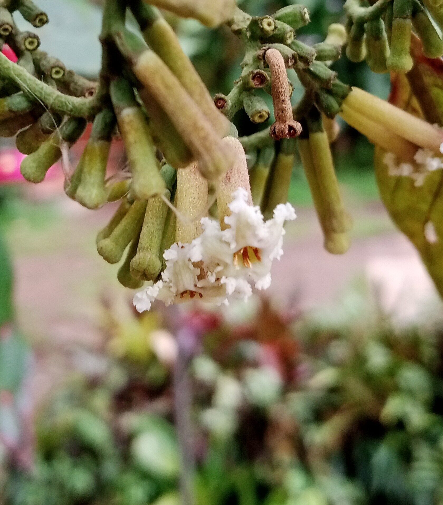 Open flowers of Guettarda crispiflora showing white tubular corollas