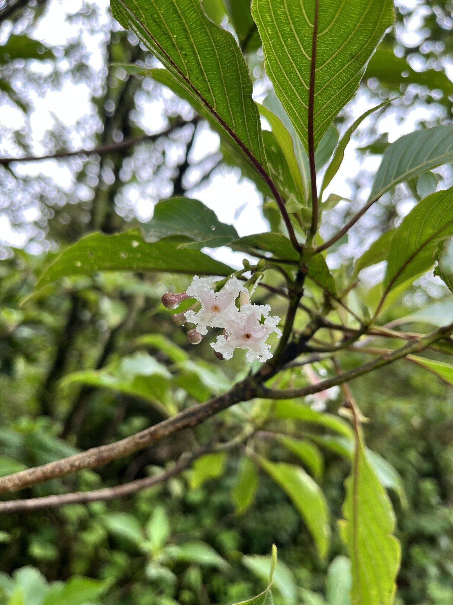 Guettarda crispiflora branch with flowers and foliage in forest setting