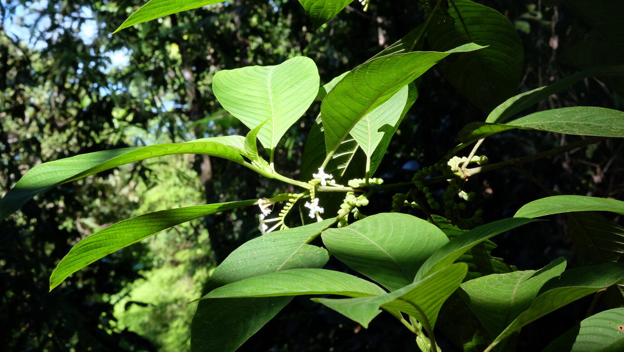 Ripe dark drupe of Guettarda crispiflora on scorpioid cyme