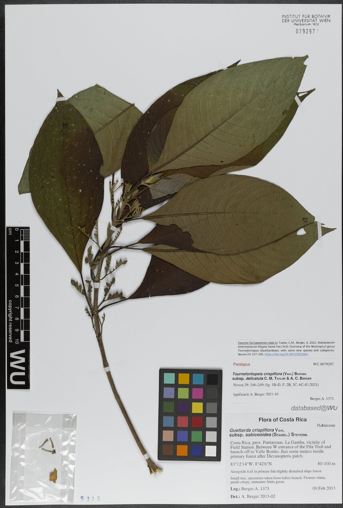 Paratype specimen of Tournefortiopsis crispiflora subsp. delicatula from La Gamba, Costa Rica
