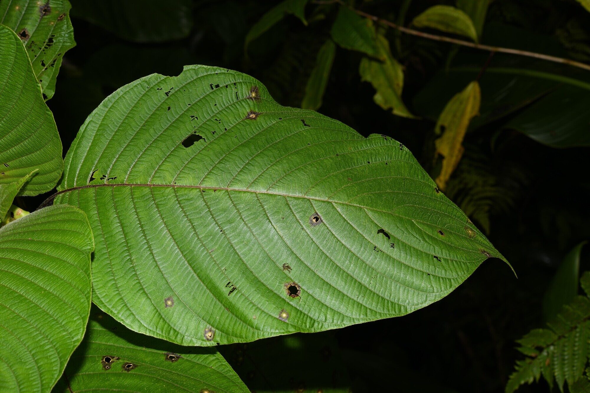 Leaf of Guettarda crispiflora showing prominent parallel venation