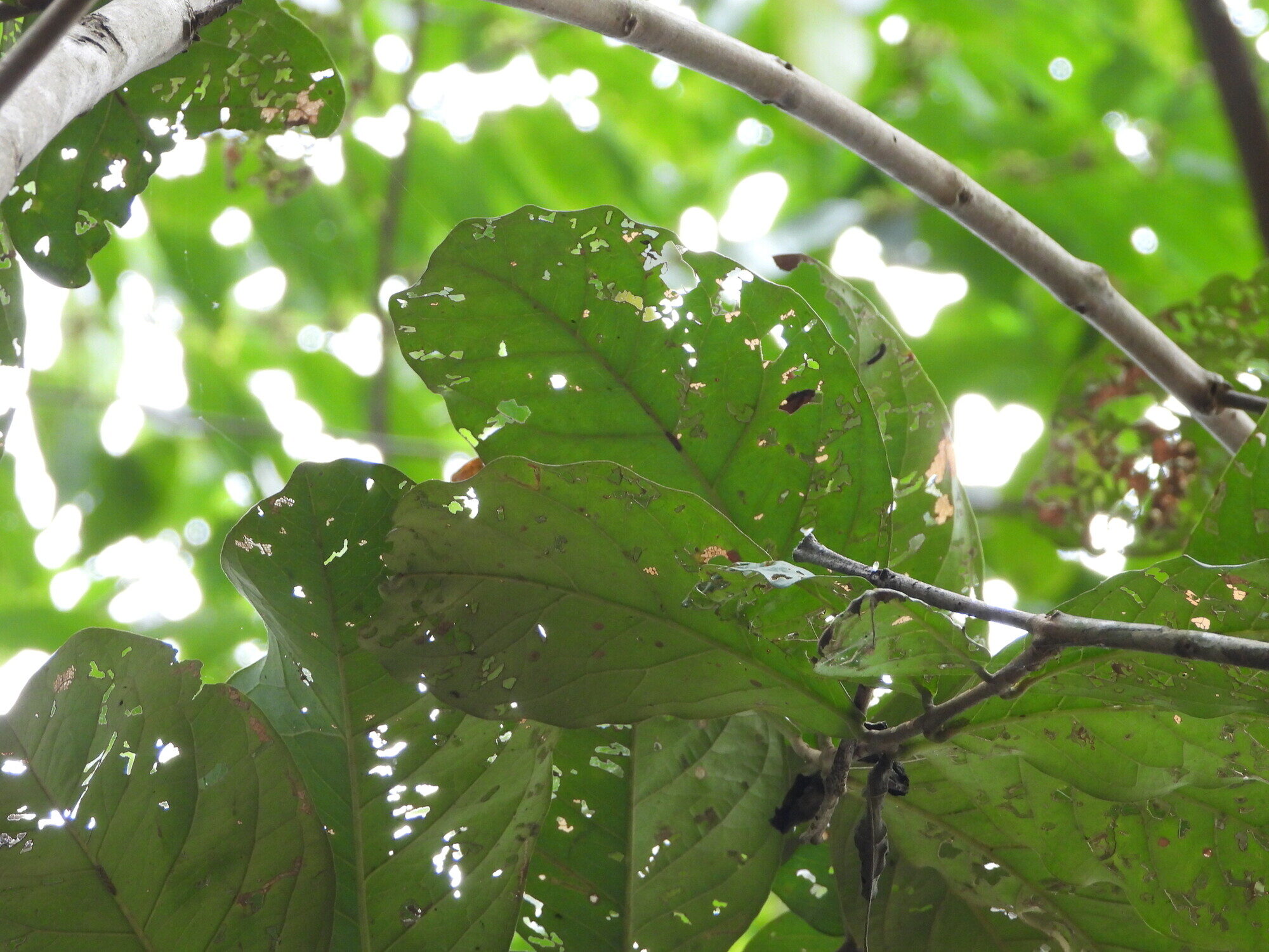 Opposite leaves and branching pattern of Guettarda crispiflora