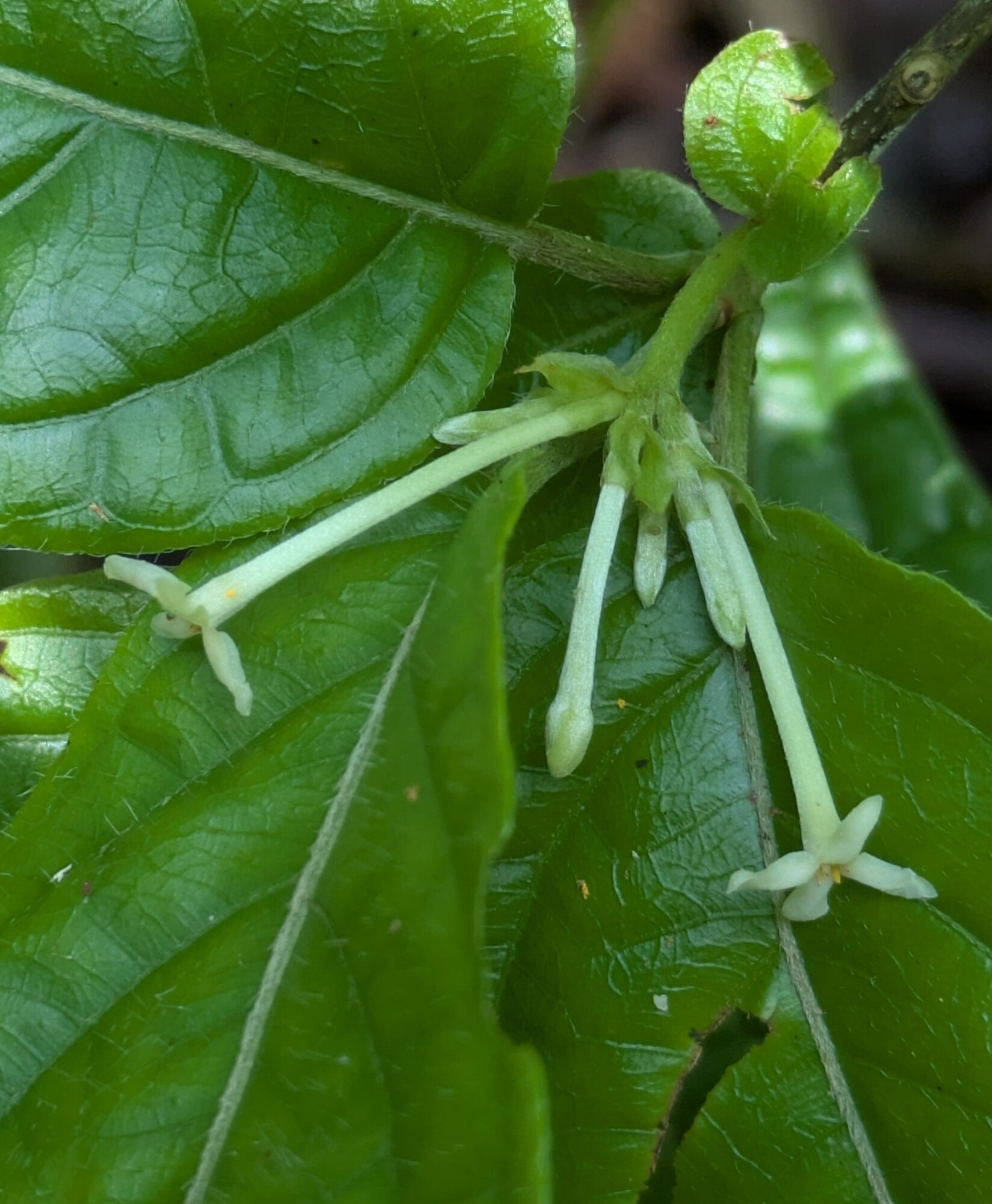 Guettarda foliacea white tubular flowers