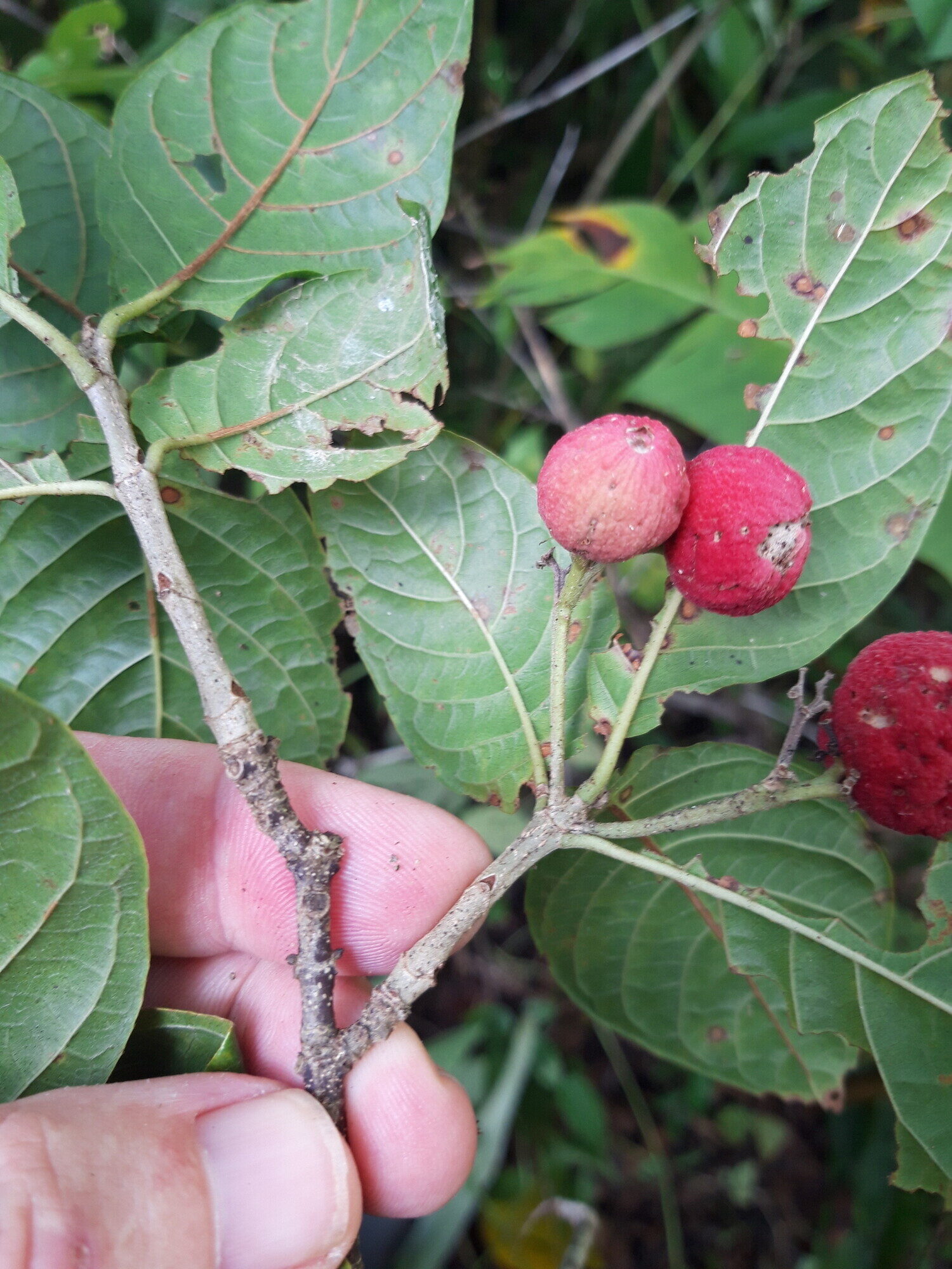 Guettarda foliacea red fruits