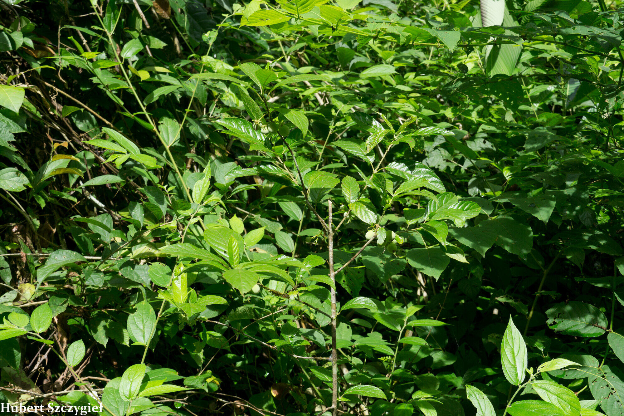 Guettarda foliacea shrubby growth habit