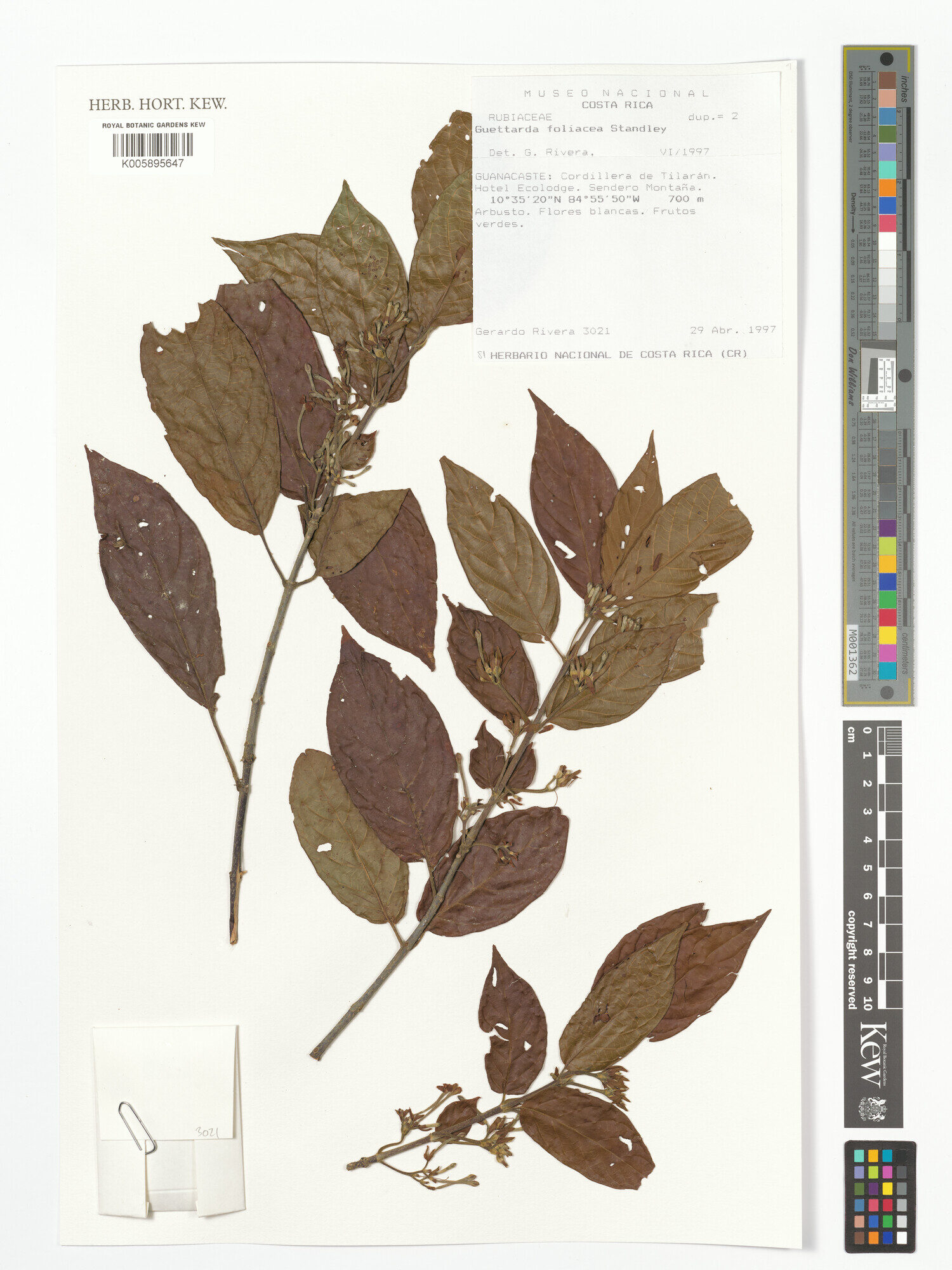 Guettarda foliacea herbarium specimen from Kew