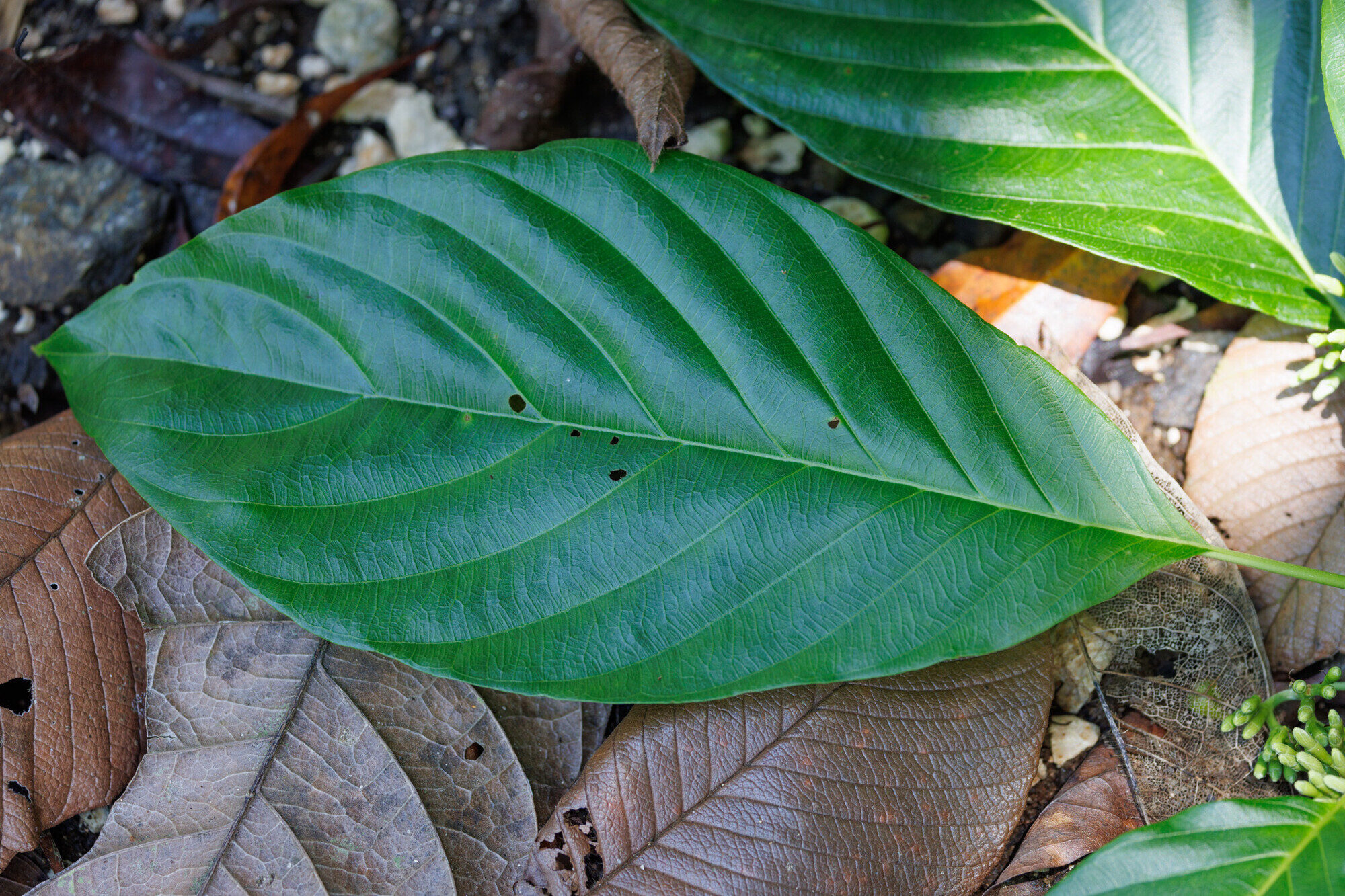Guettarda sanblasensis leaf showing venation