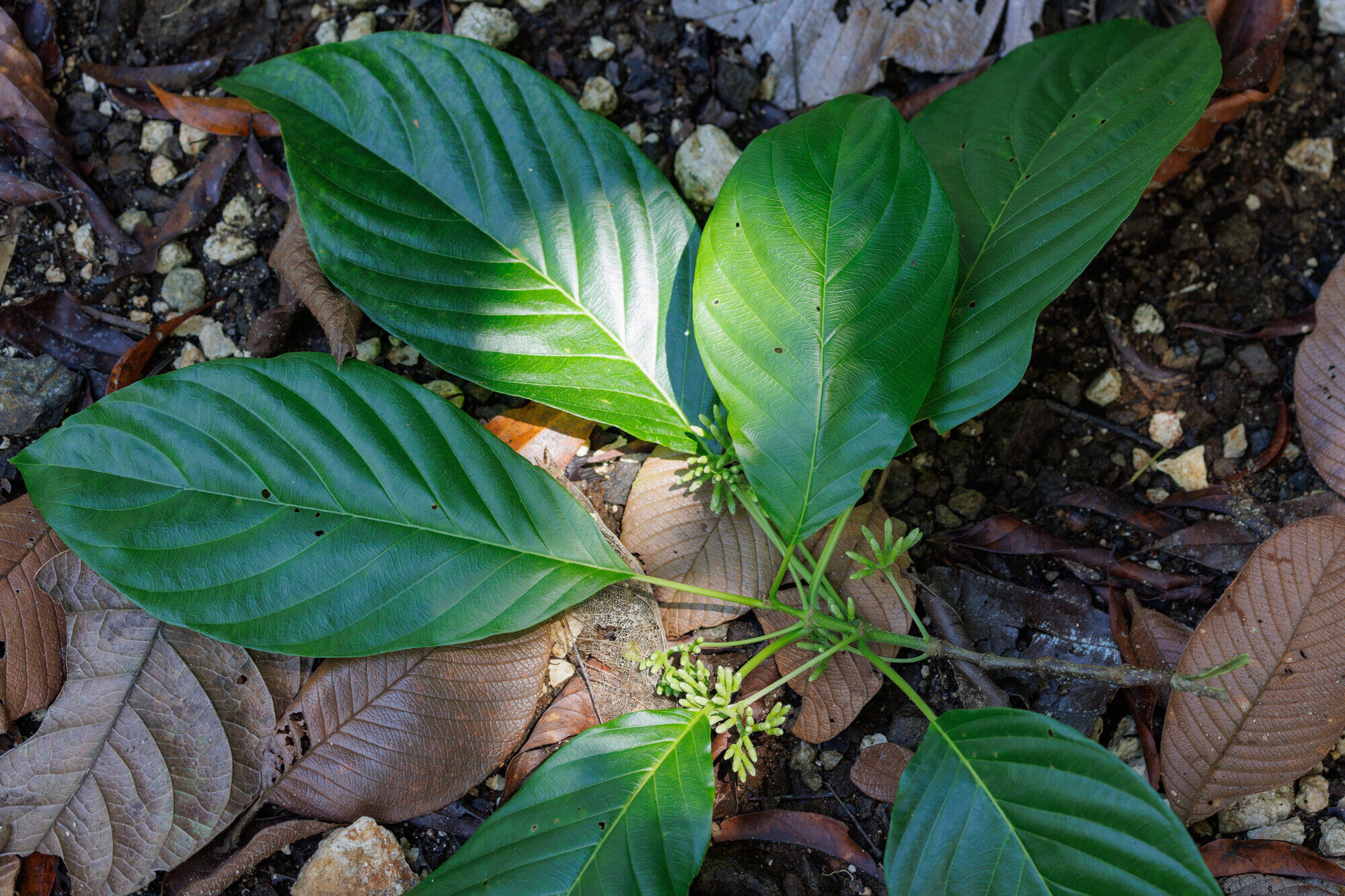 Guettarda sanblasensis foliage cluster
