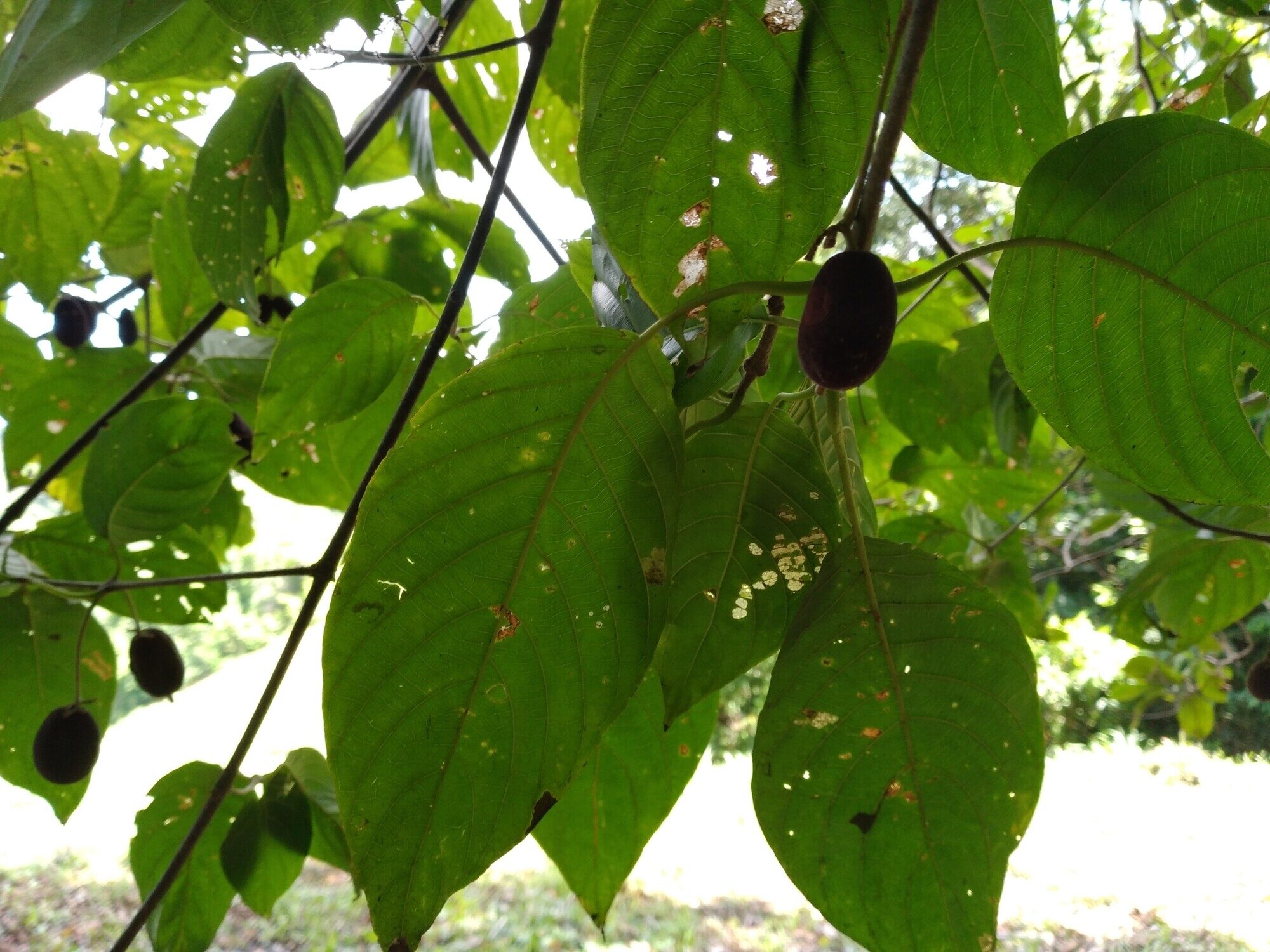 Guettarda sanblasensis leaves and fruits on branch