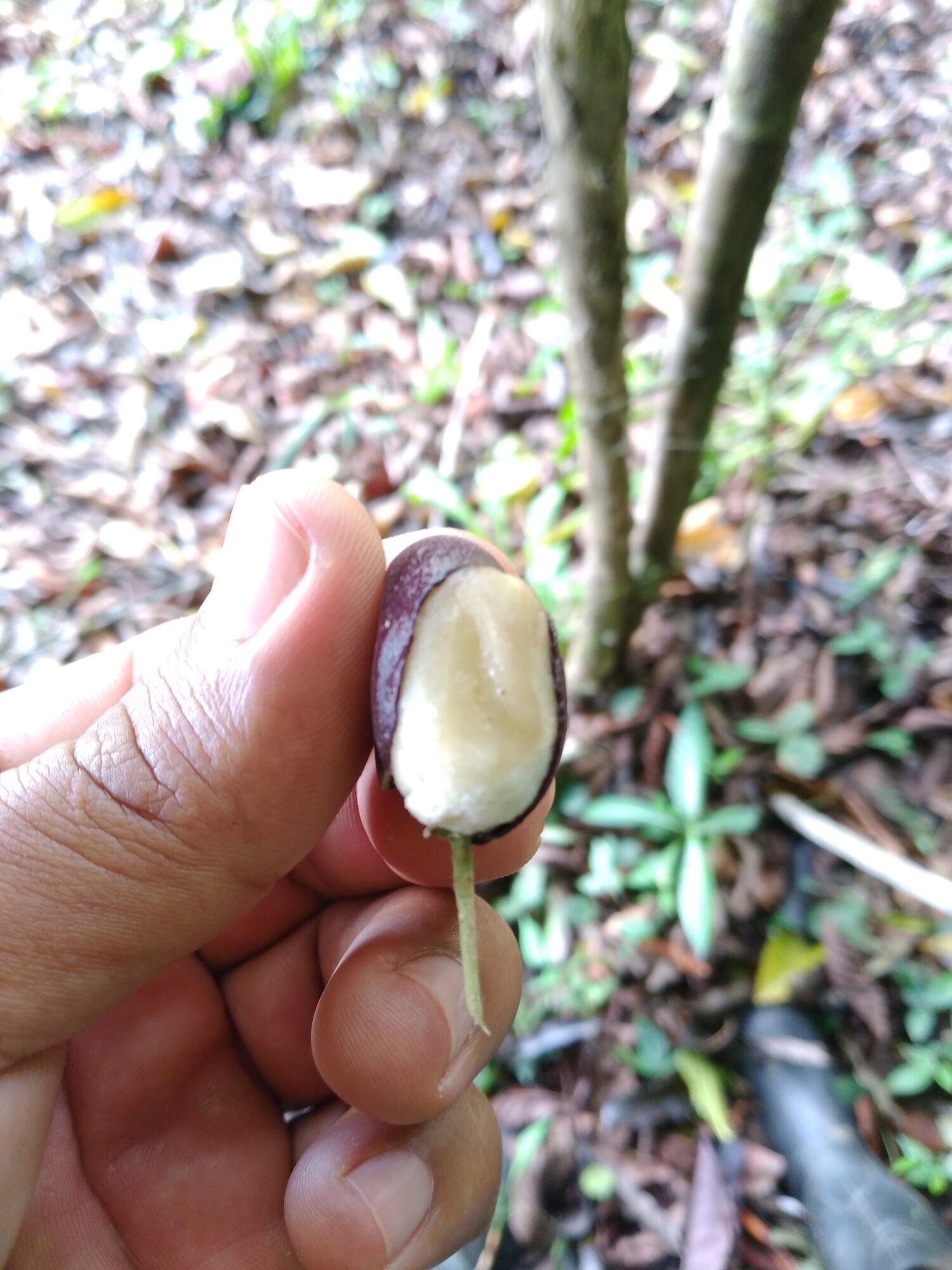 Guettarda sanblasensis fruit cross-section