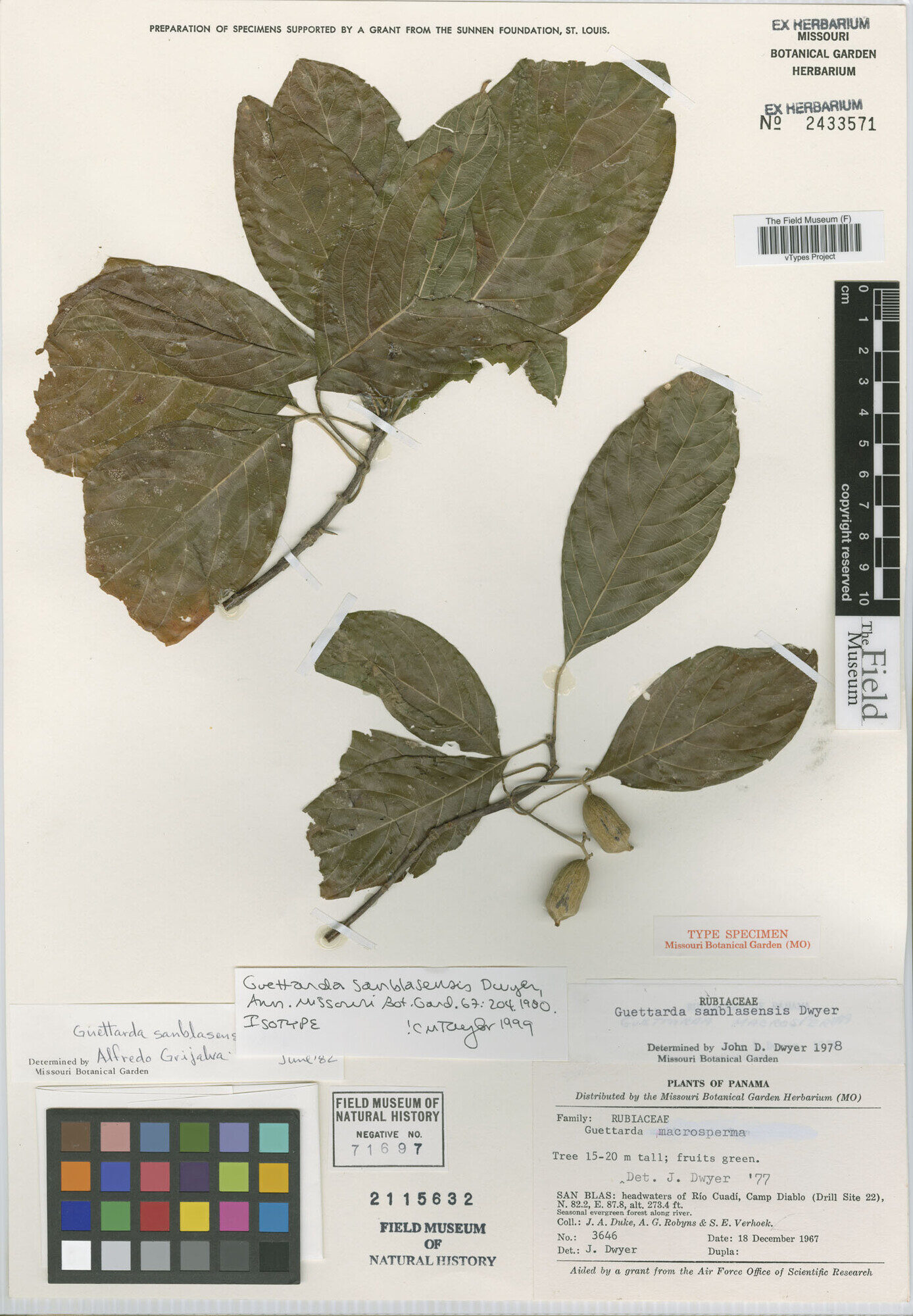 Isotype specimen of Guettarda sanblasensis