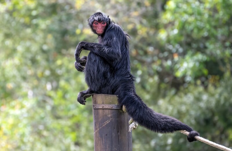 Guiana spider monkey
