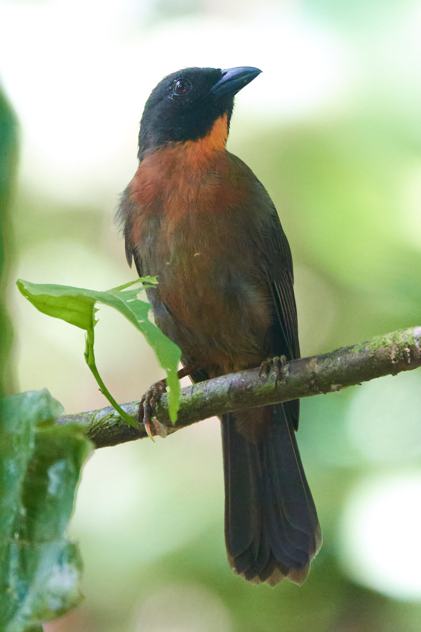 Black-cheeked Ant-Tanager (Habia atrimaxillaris) male perched on branch