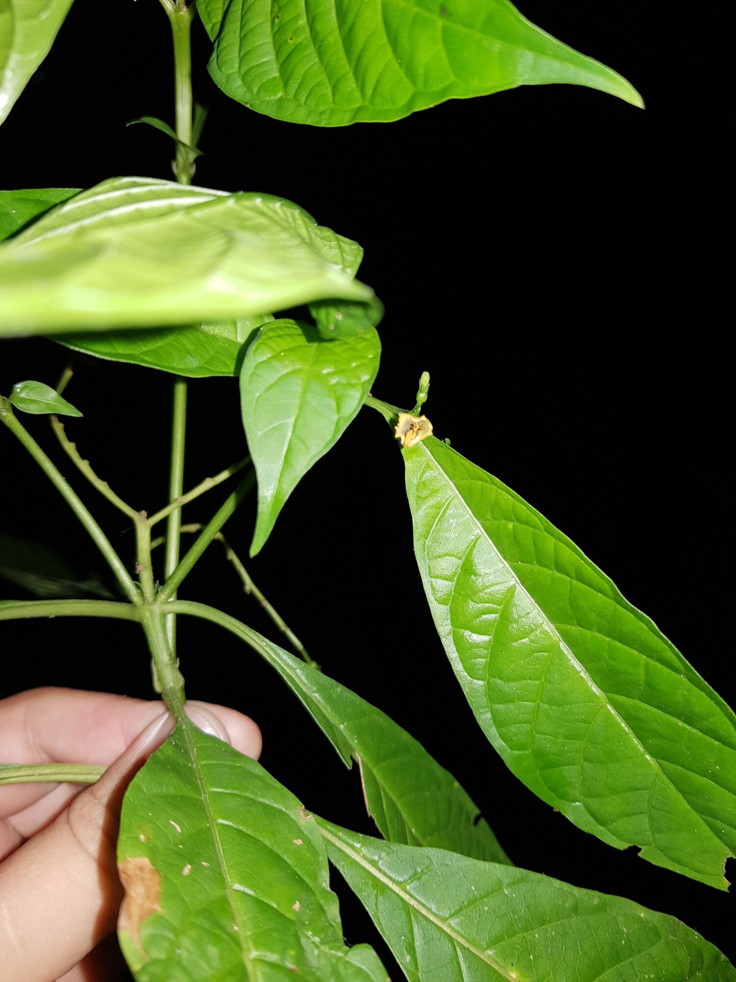 Hamelia axillaris leaves showing venation detail