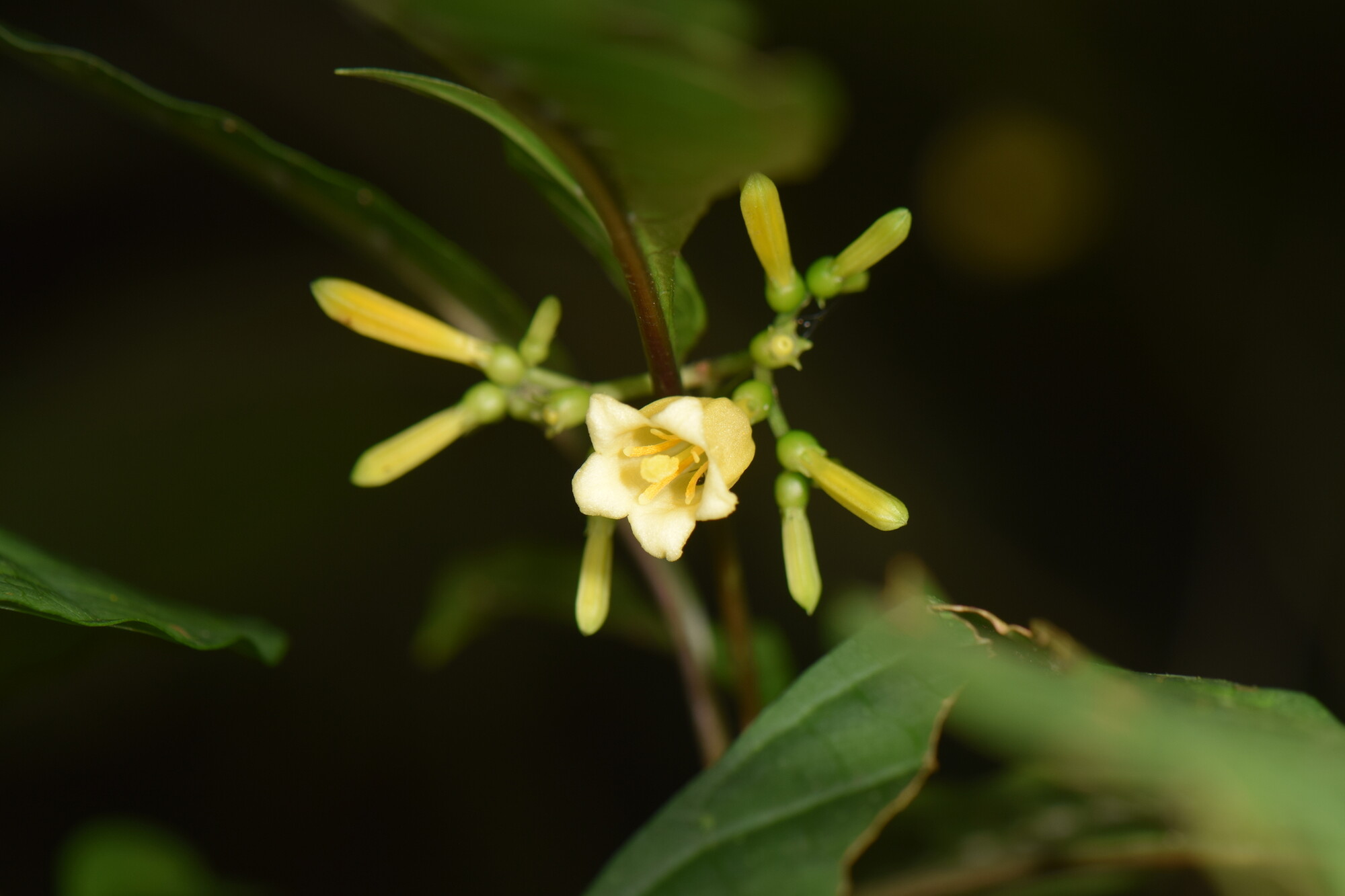 Close-up of Hamelia axillaris yellow tubular flowers