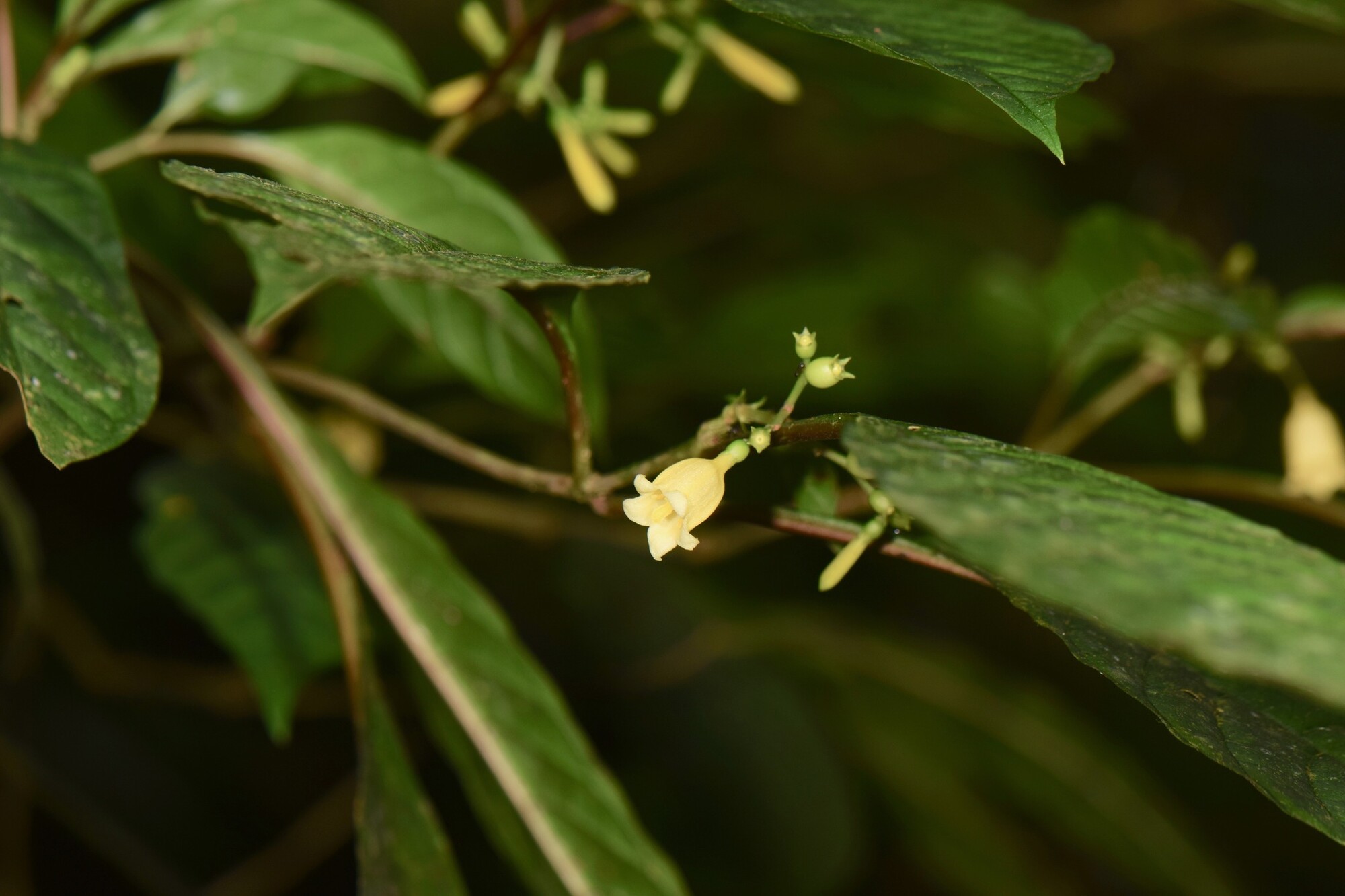 Hamelia axillaris plant showing growth habit