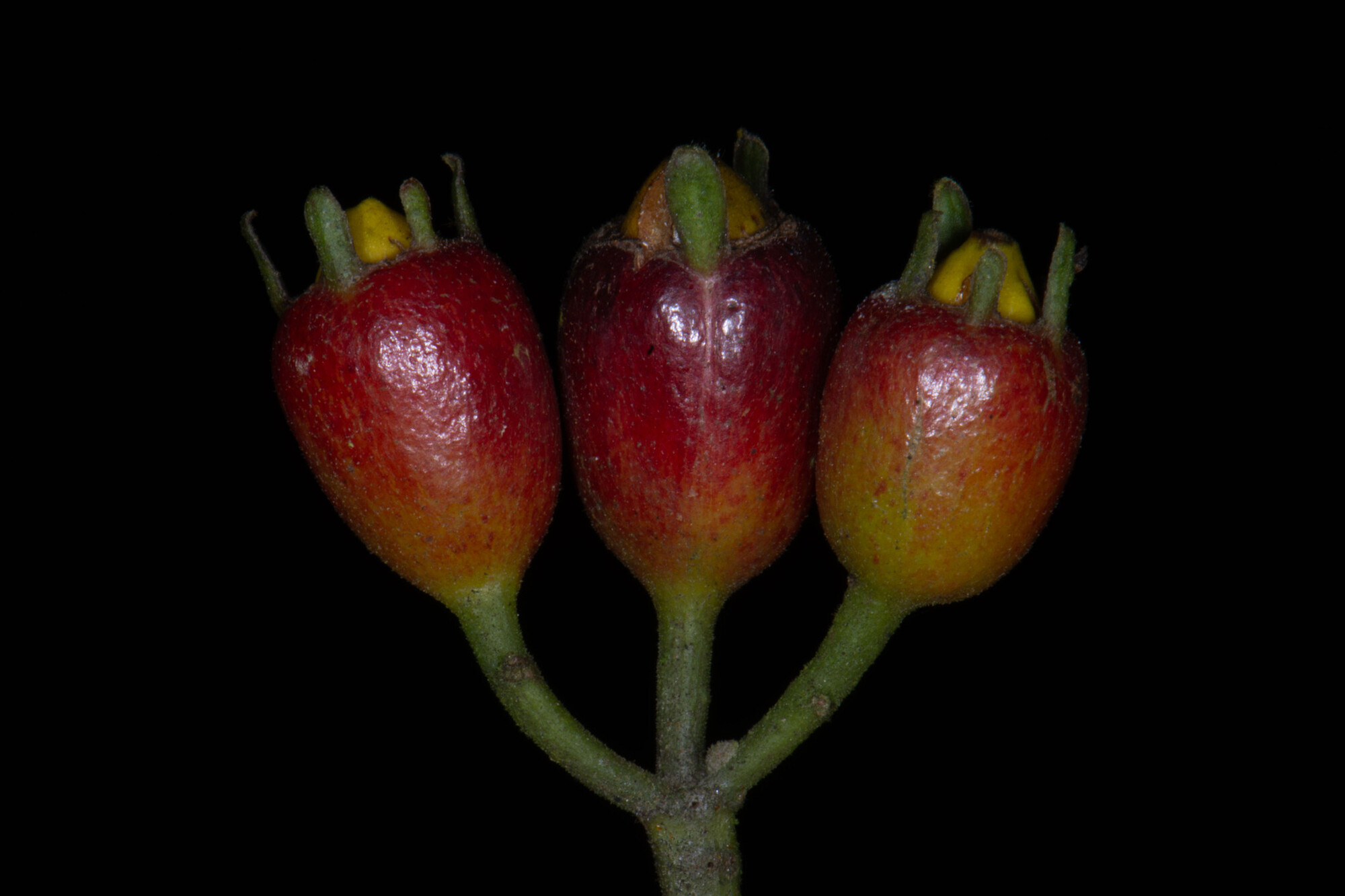 Hamelia axillaris mature fruits
