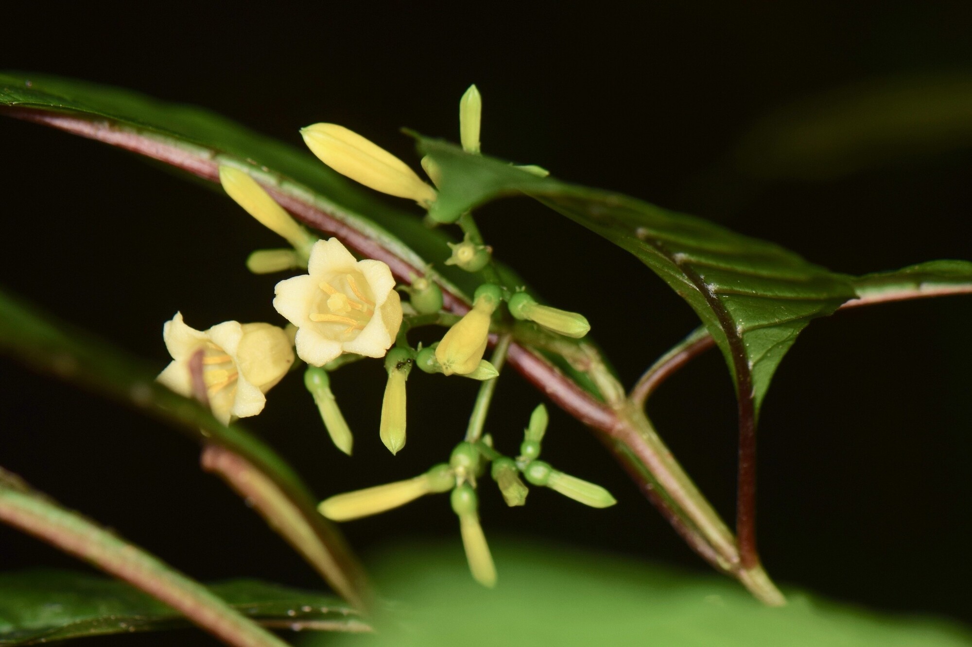 Hamelia axillaris flowers showing inflorescence structure