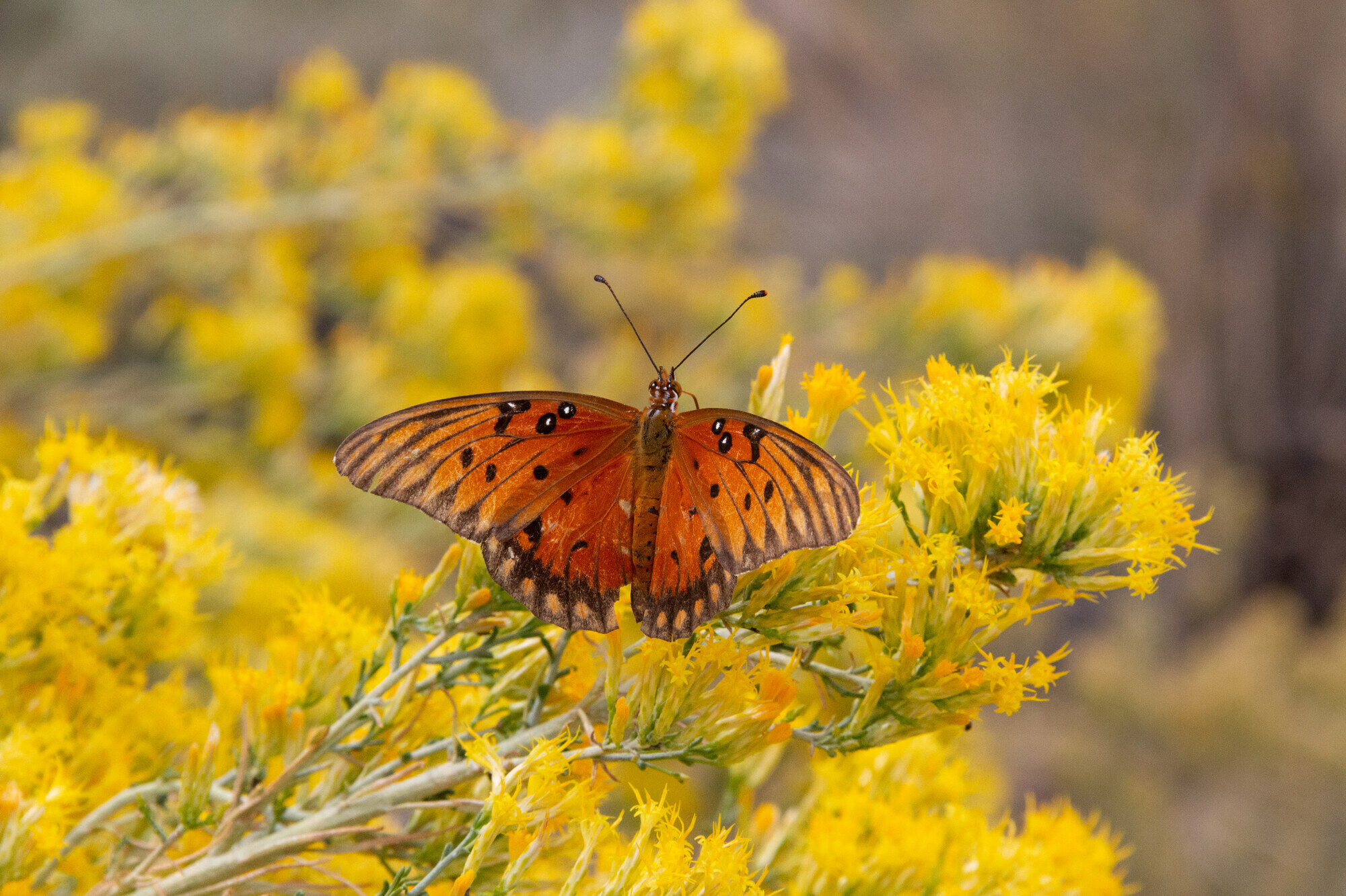 Gulf Fritillary butterfly with orange spotted wings