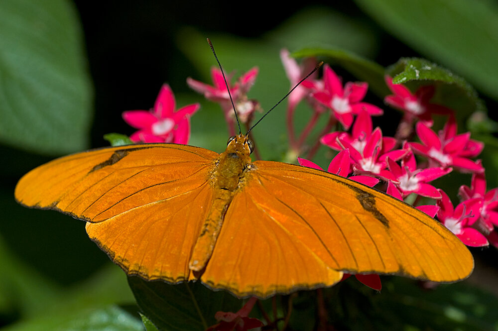 Julia Heliconian butterfly on pink flowers