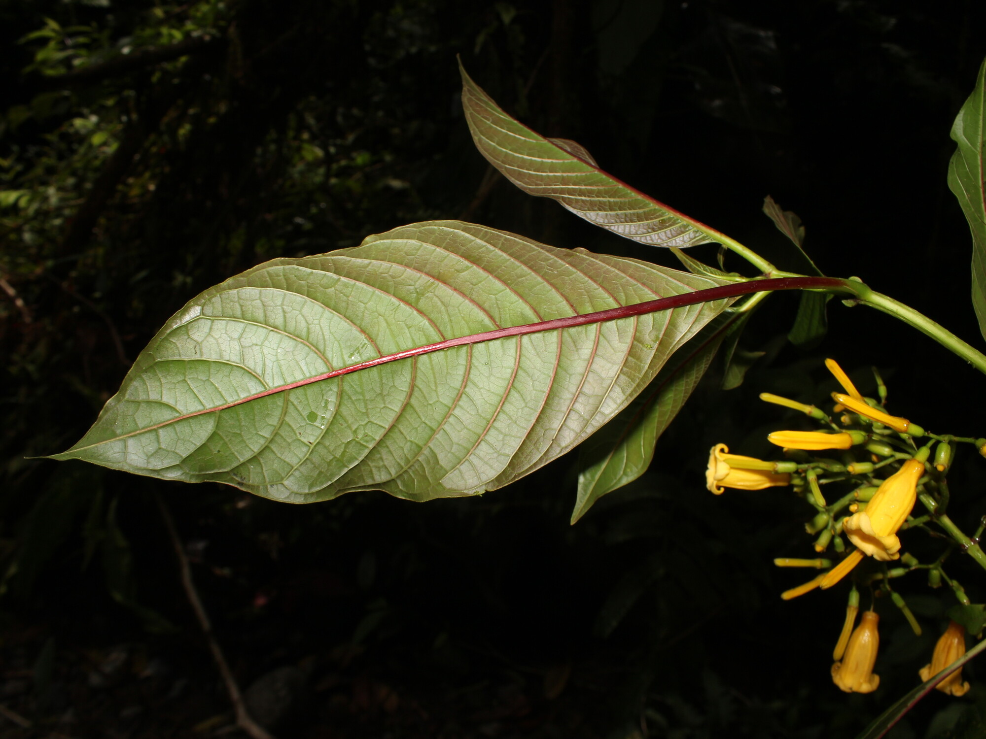 Underside of Hamelia macrantha leaf showing reddish-purple midrib