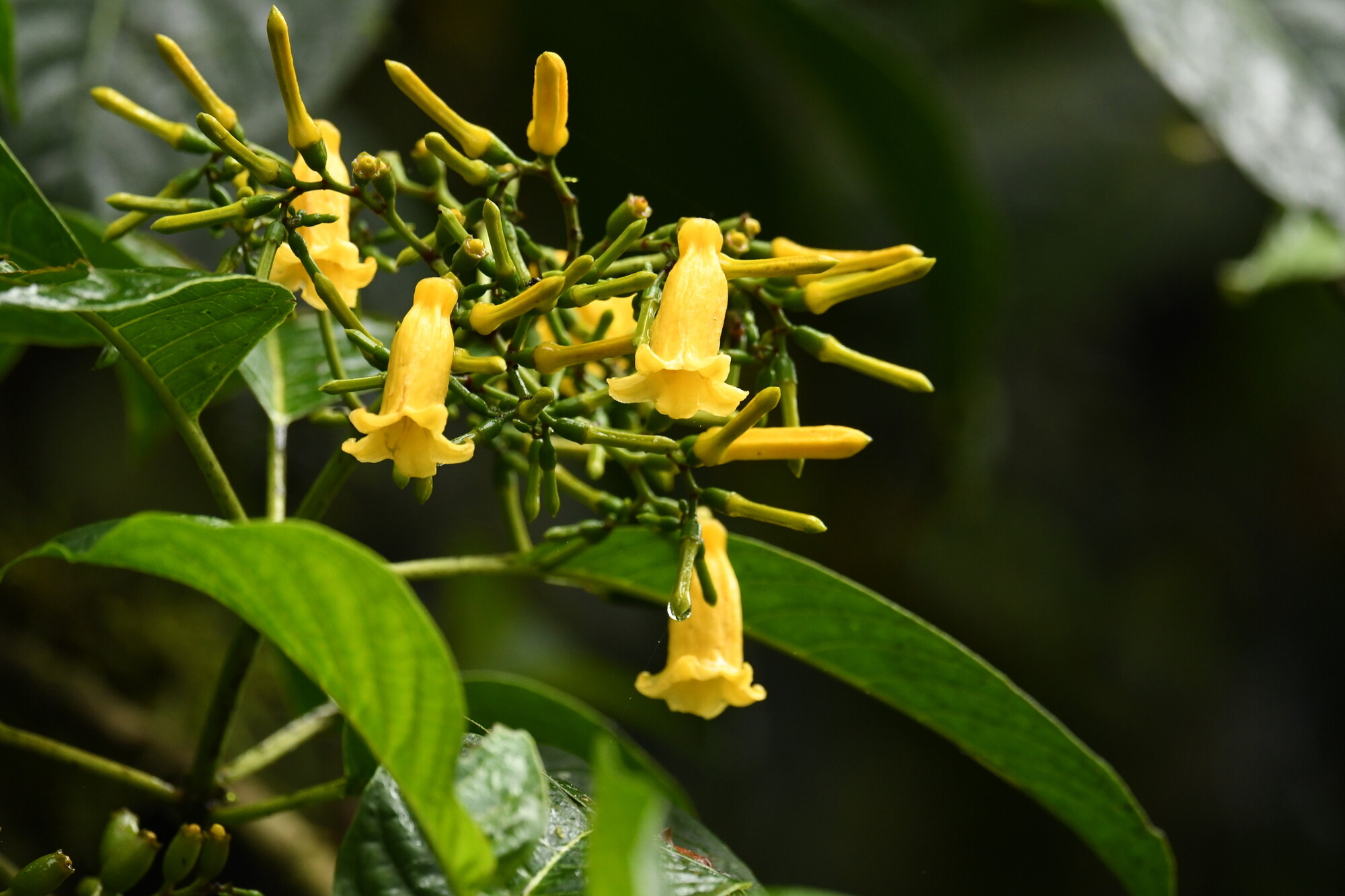 Hamelia macrantha inflorescence showing yellow tubular flowers and buds