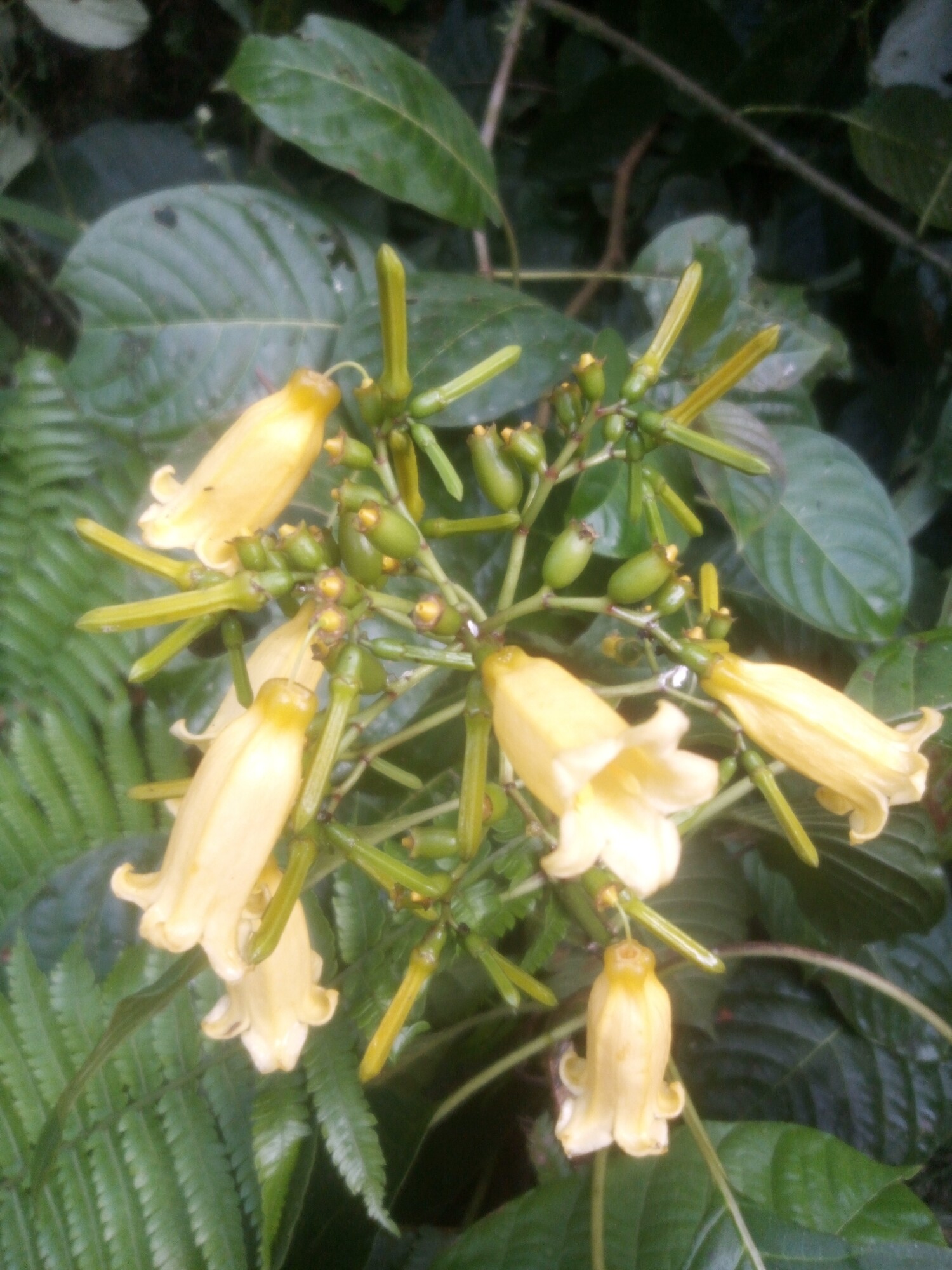 Hamelia macrantha flower cluster with prominently veined leaves