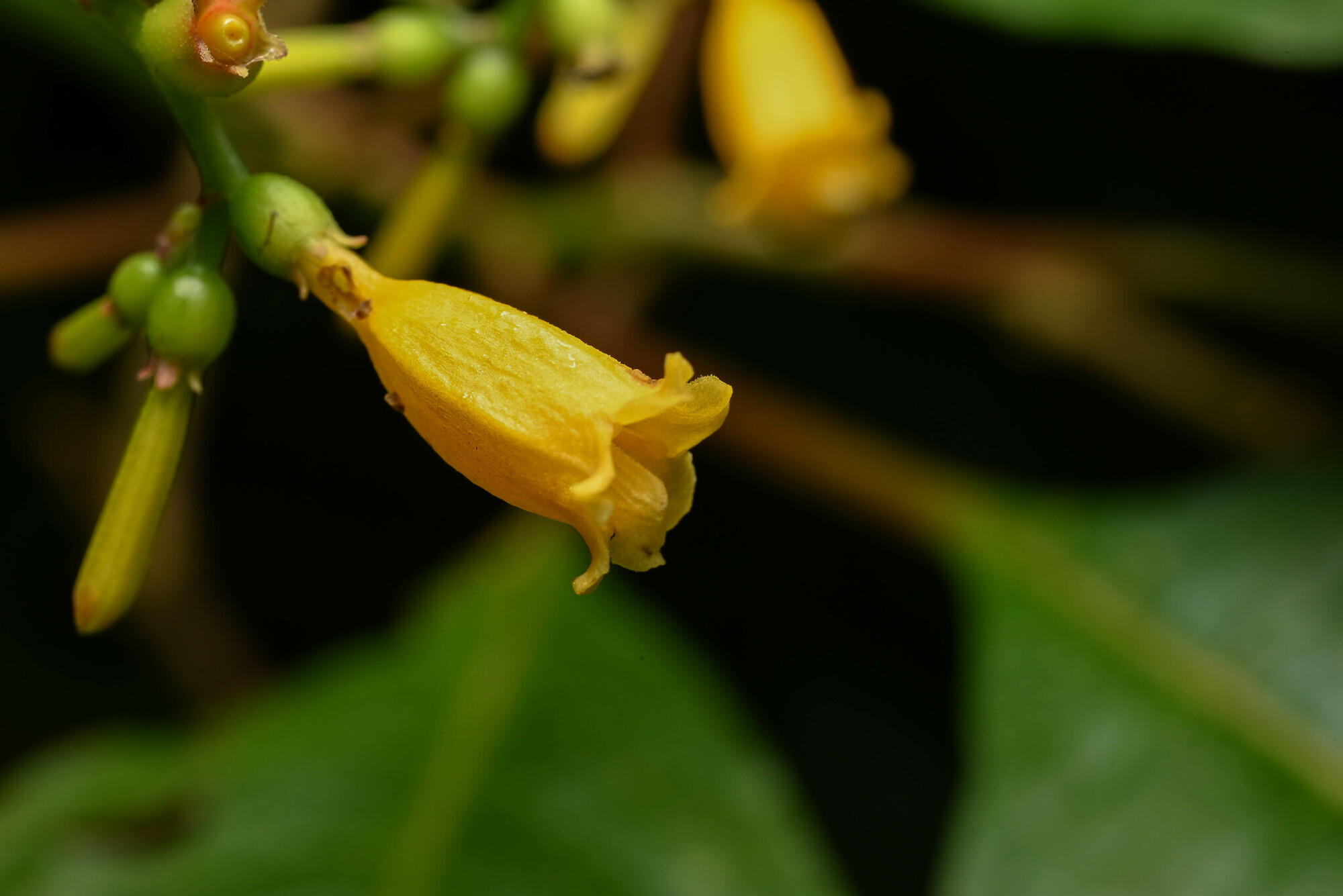 Close-up of a single yellow tubular flower of Hamelia macrantha