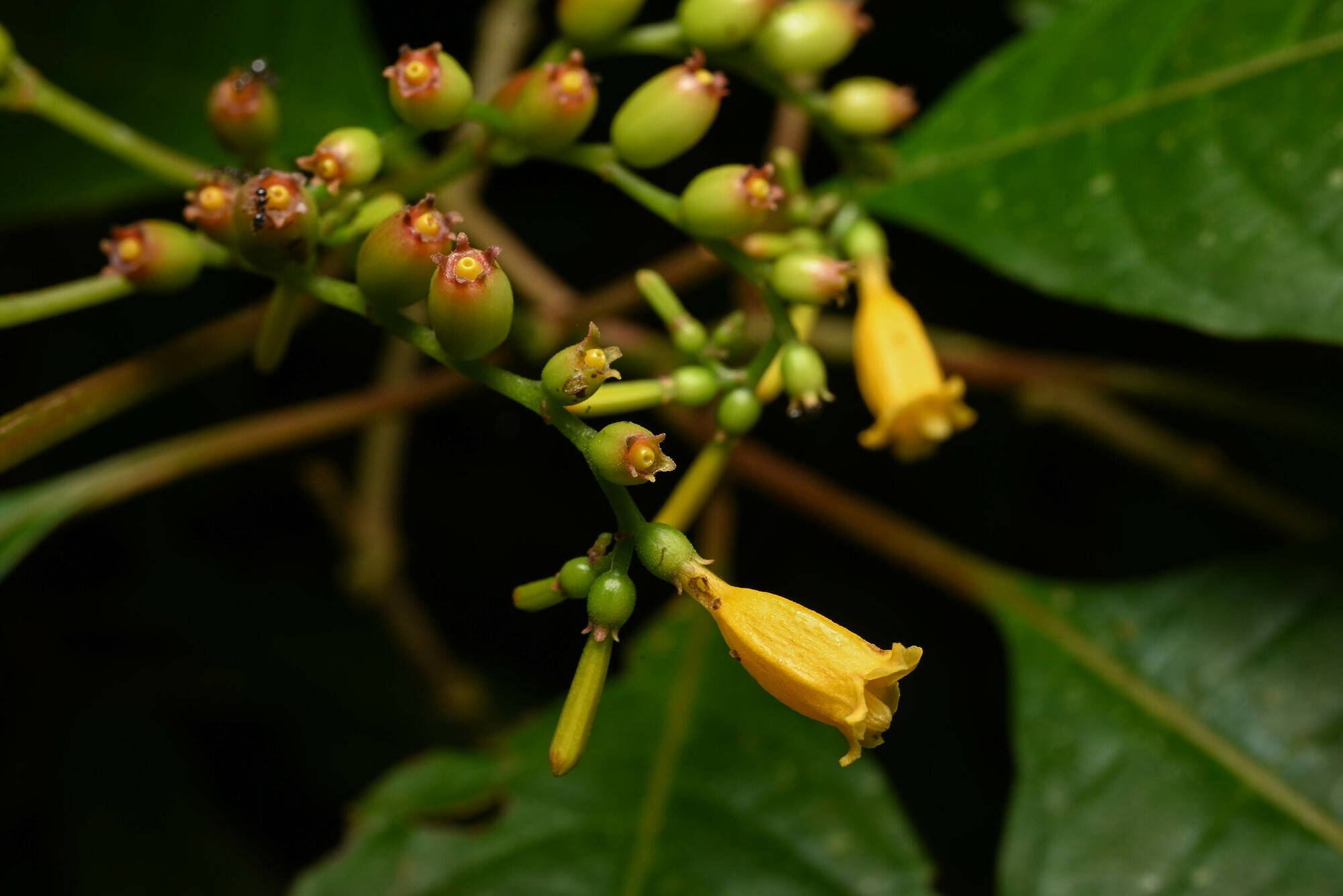 Developing green fruits and a remaining yellow flower of Hamelia macrantha