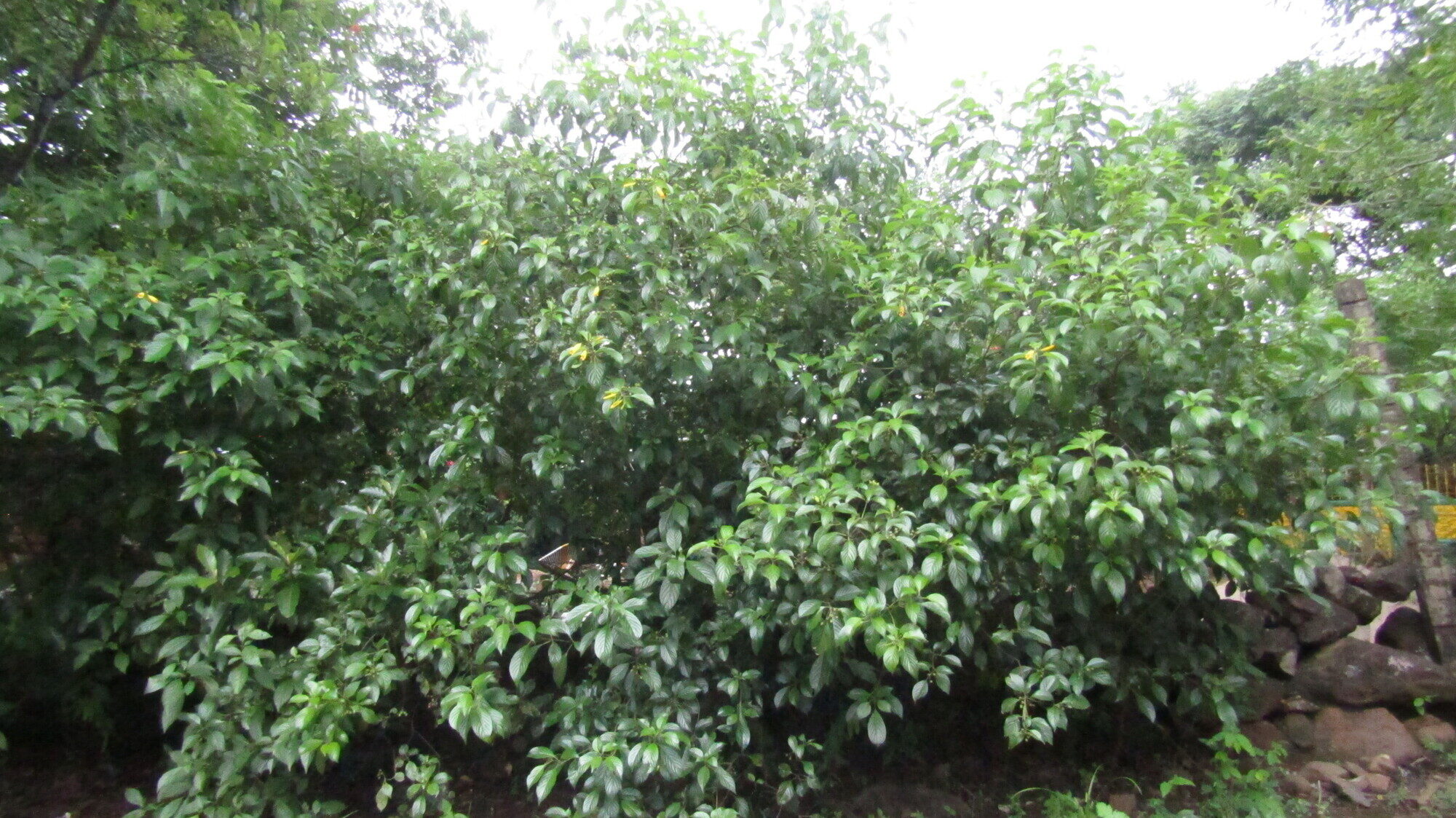 Hamelia macrantha shrubby growth form in forest setting