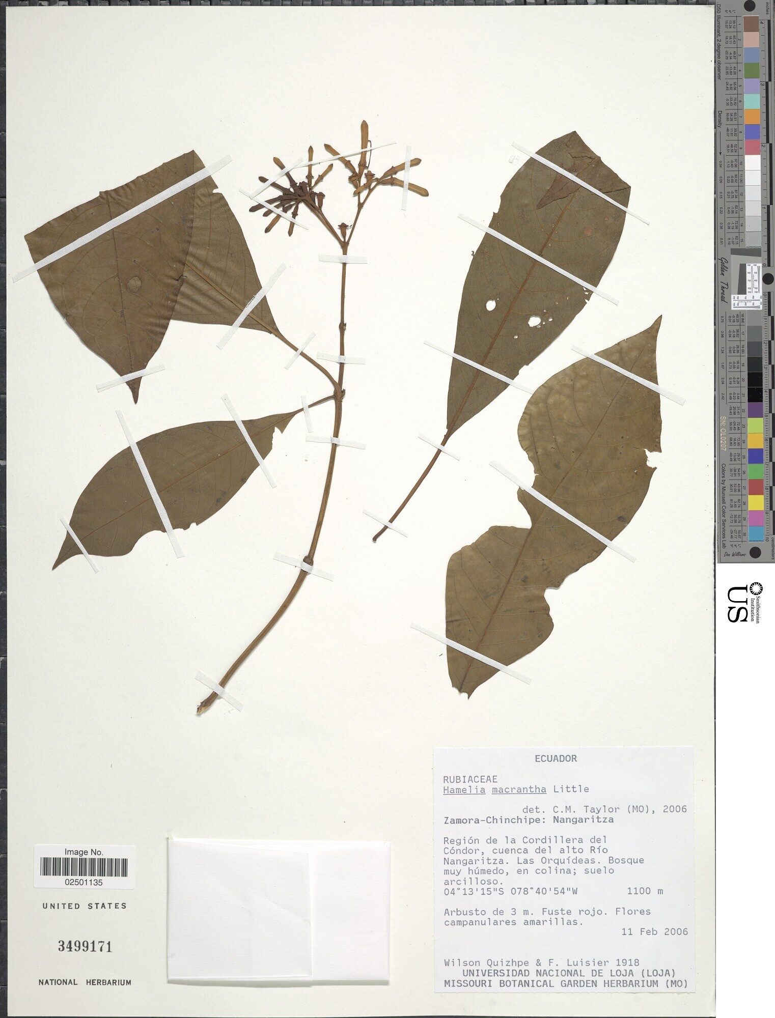 Herbarium specimen of Hamelia macrantha from the US National Herbarium