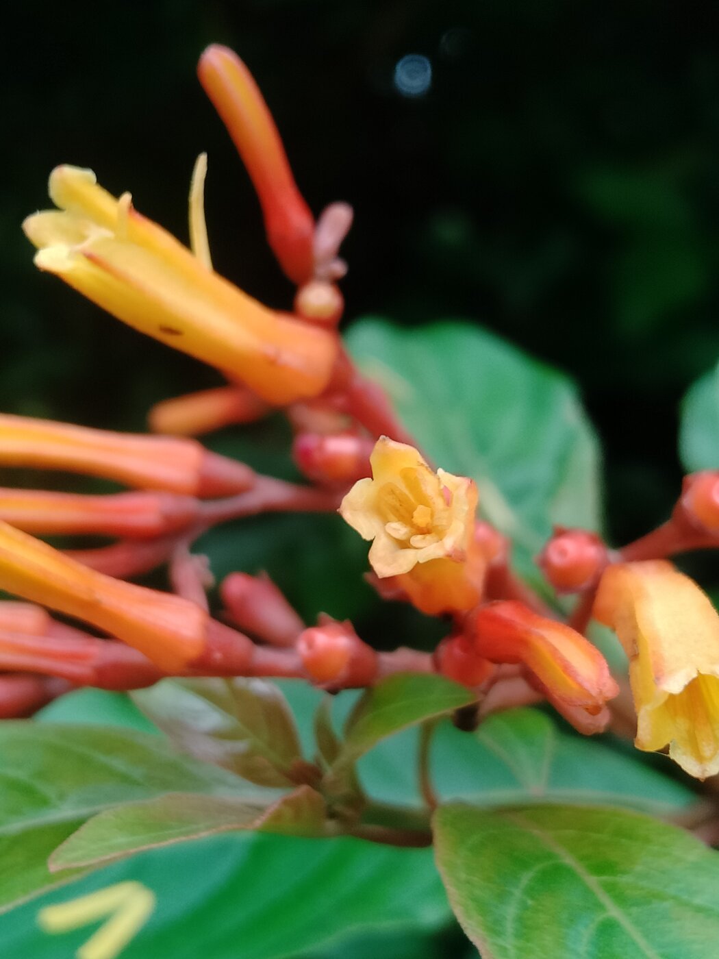 Hamelia patens flower close-up