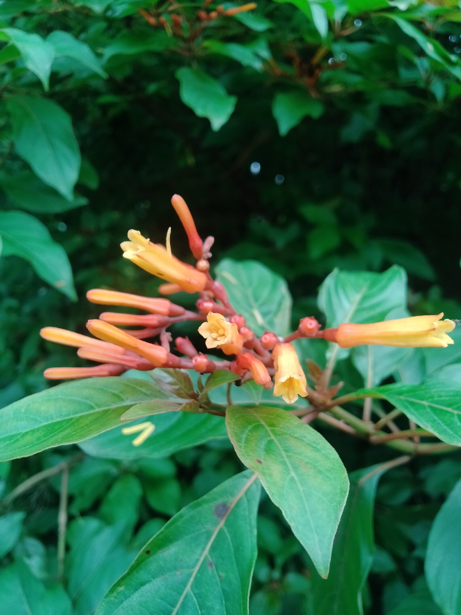 Hamelia patens flowers